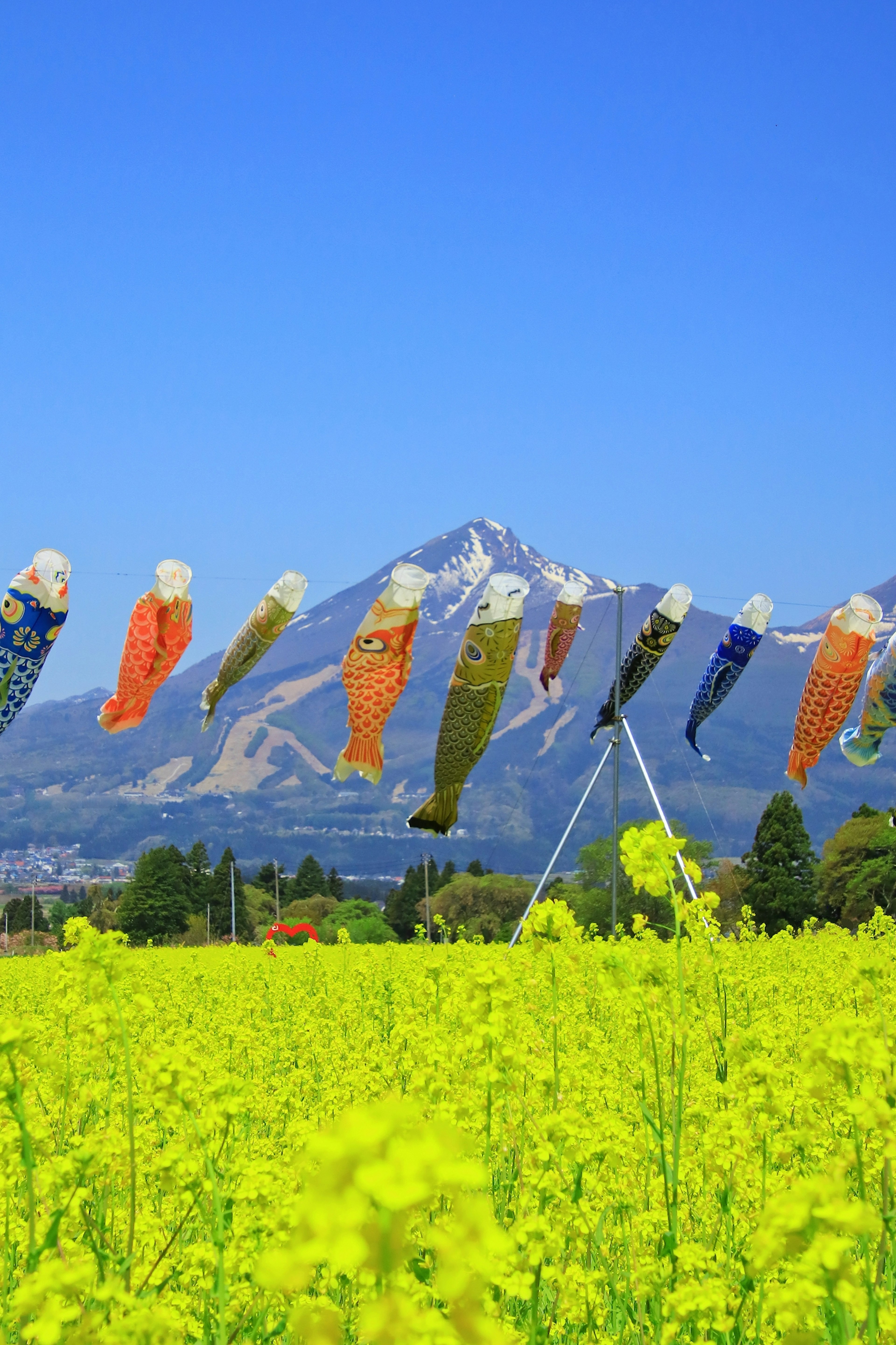 Koinobori che volano sotto un cielo blu sopra un campo di fiori di colza gialli