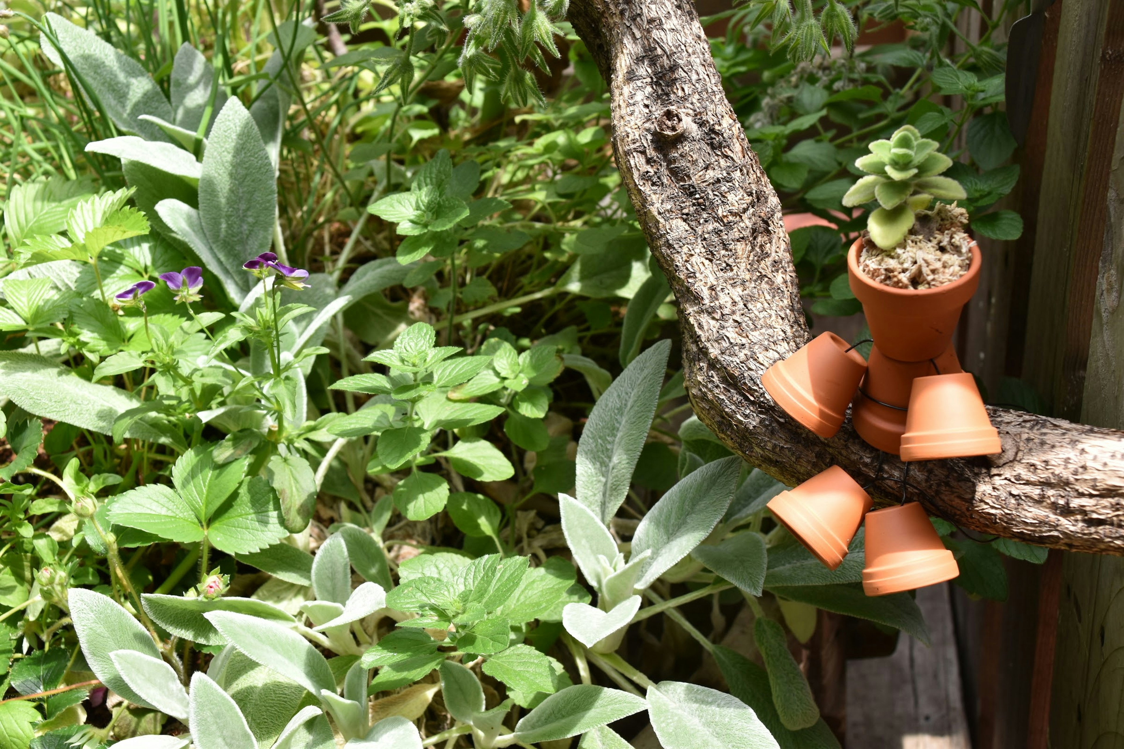 Sebuah pot terracotta kecil dengan tanaman sukulen diletakkan di atas cabang dikelilingi oleh tanaman hijau