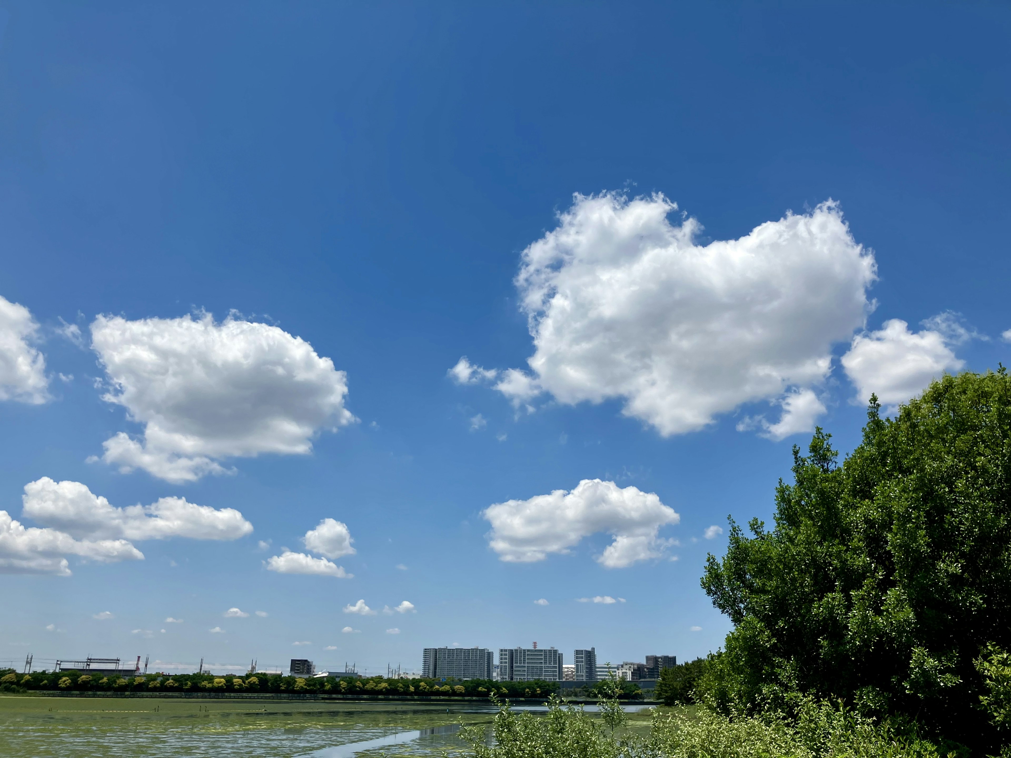 青空と白い雲が広がる風景と緑の木々