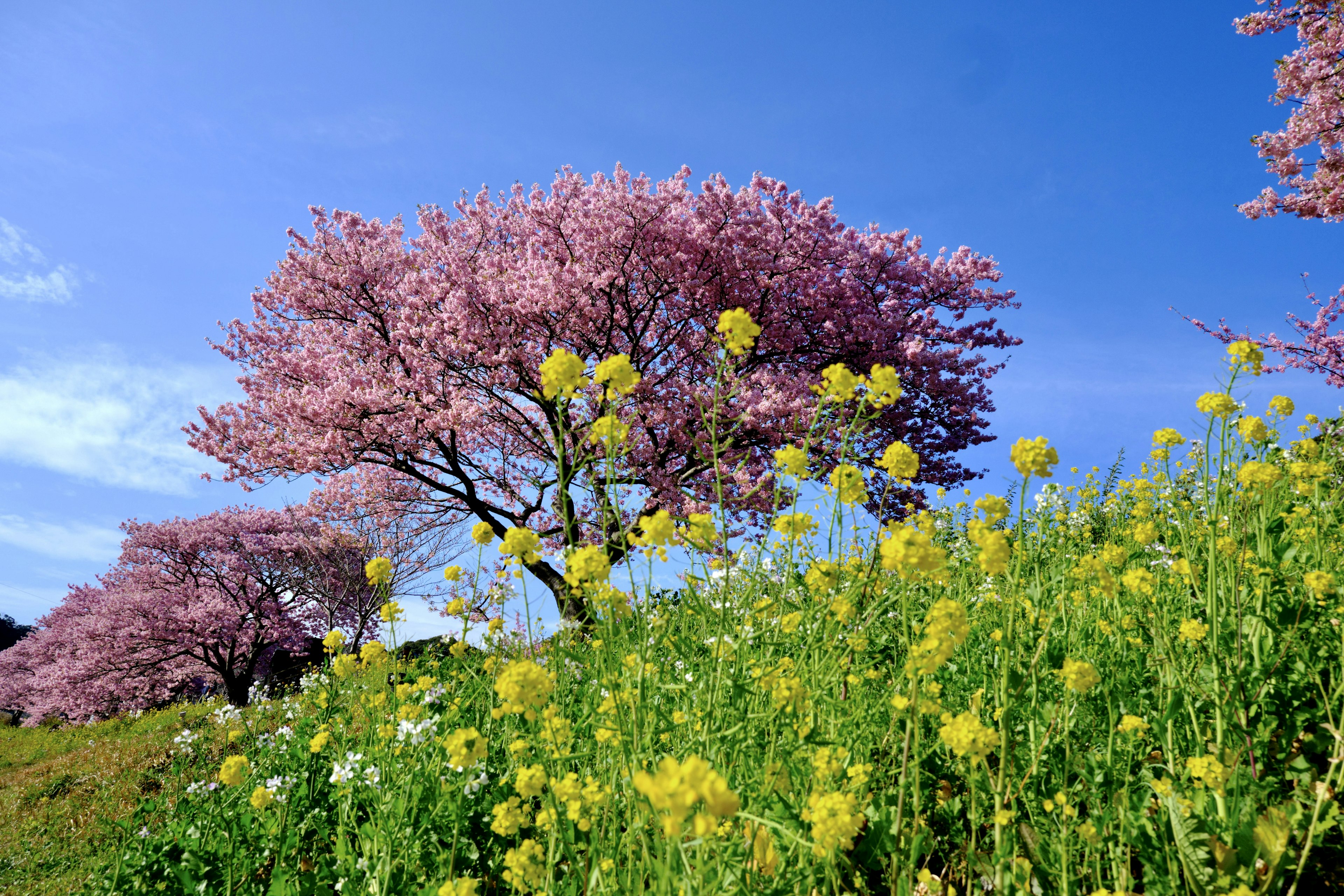 ทิวทัศน์ที่สวยงามมีต้นซากุระและดอกไม้สีเหลือง