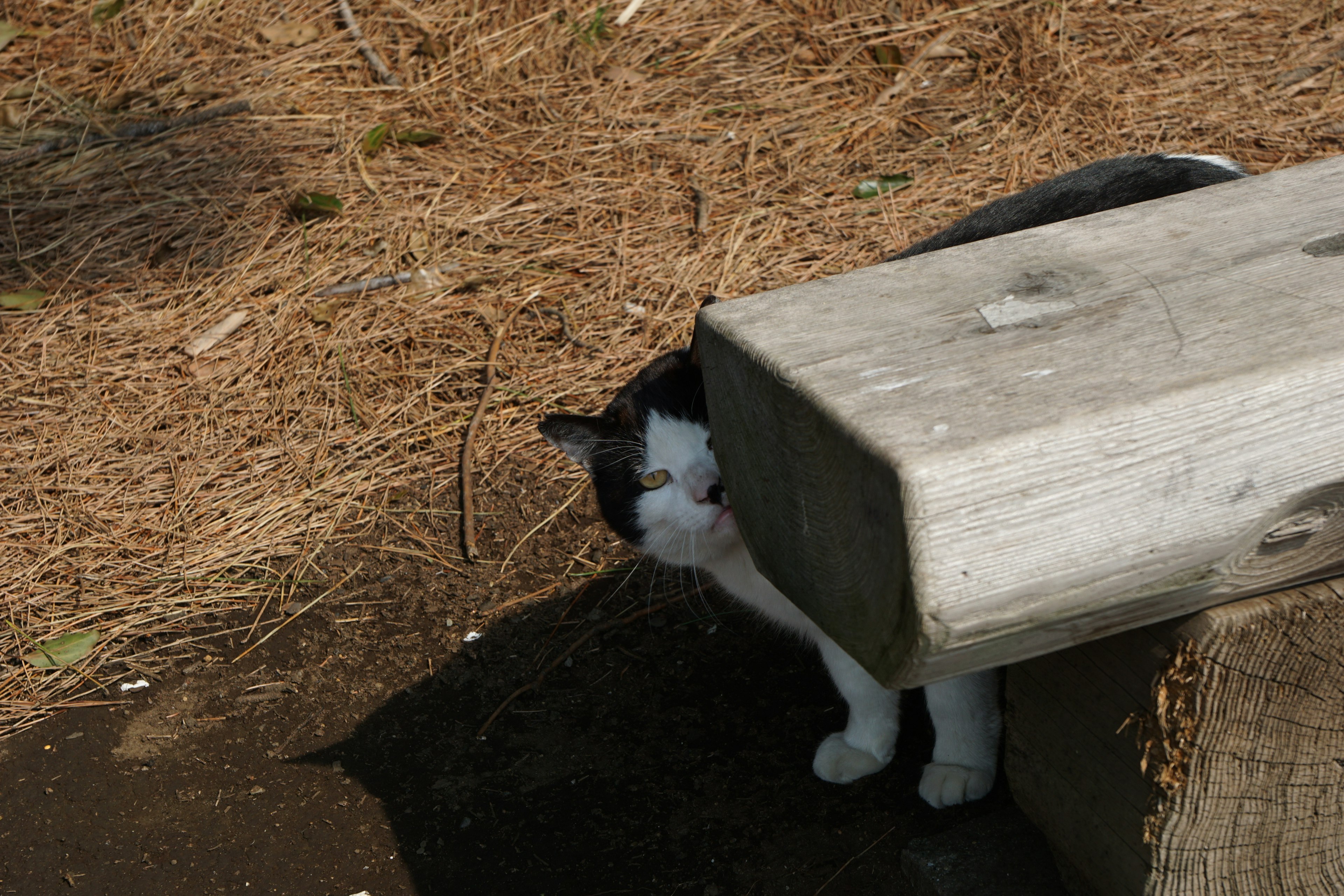 Eine schwarz-weiße Katze versteckt sich hinter einem Holzbrett