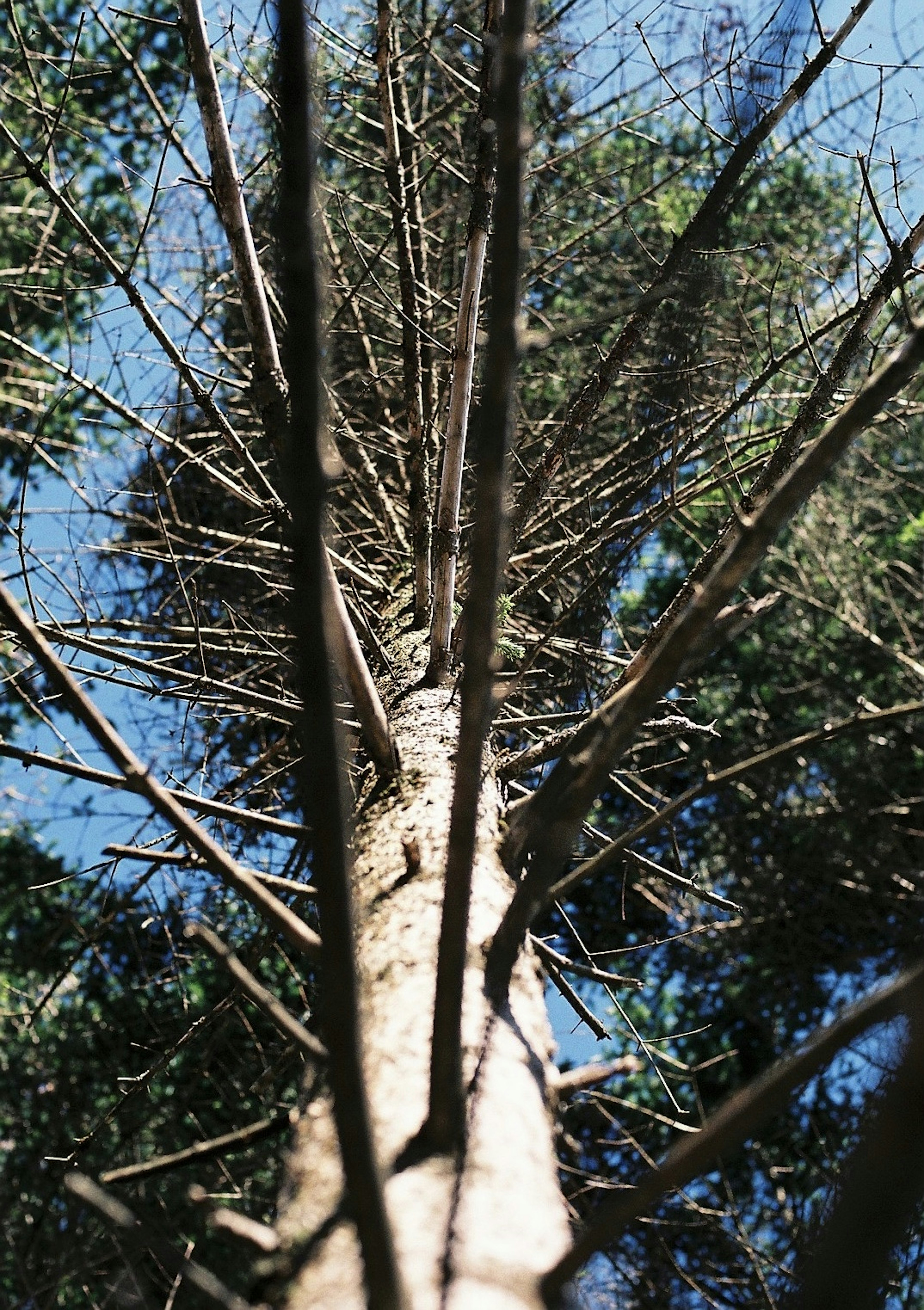 木の幹を見上げる視点で撮影された画像 緑の葉と青い空が背景にある