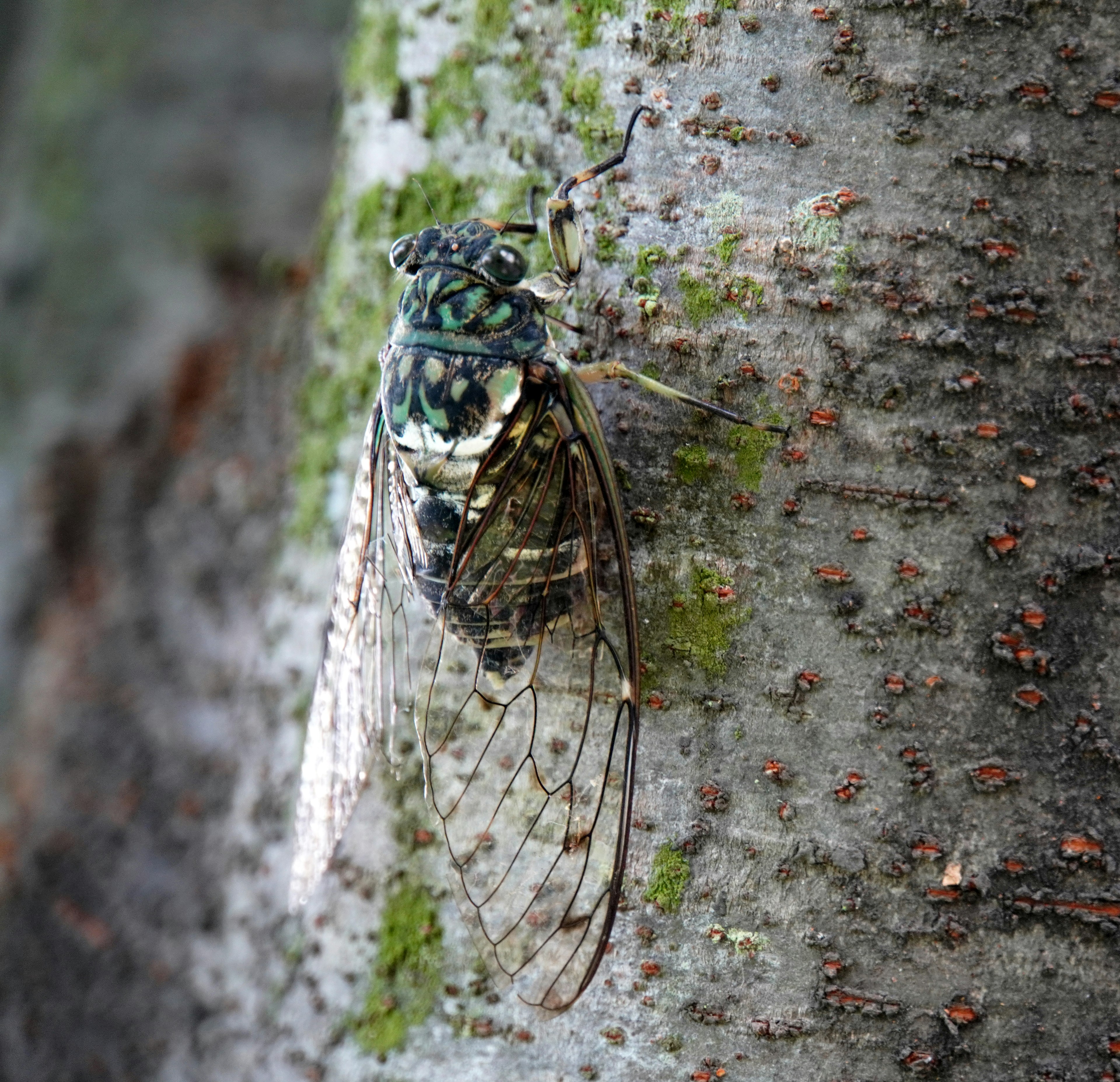 Gros plan d'une cigale reposant sur un tronc d'arbre