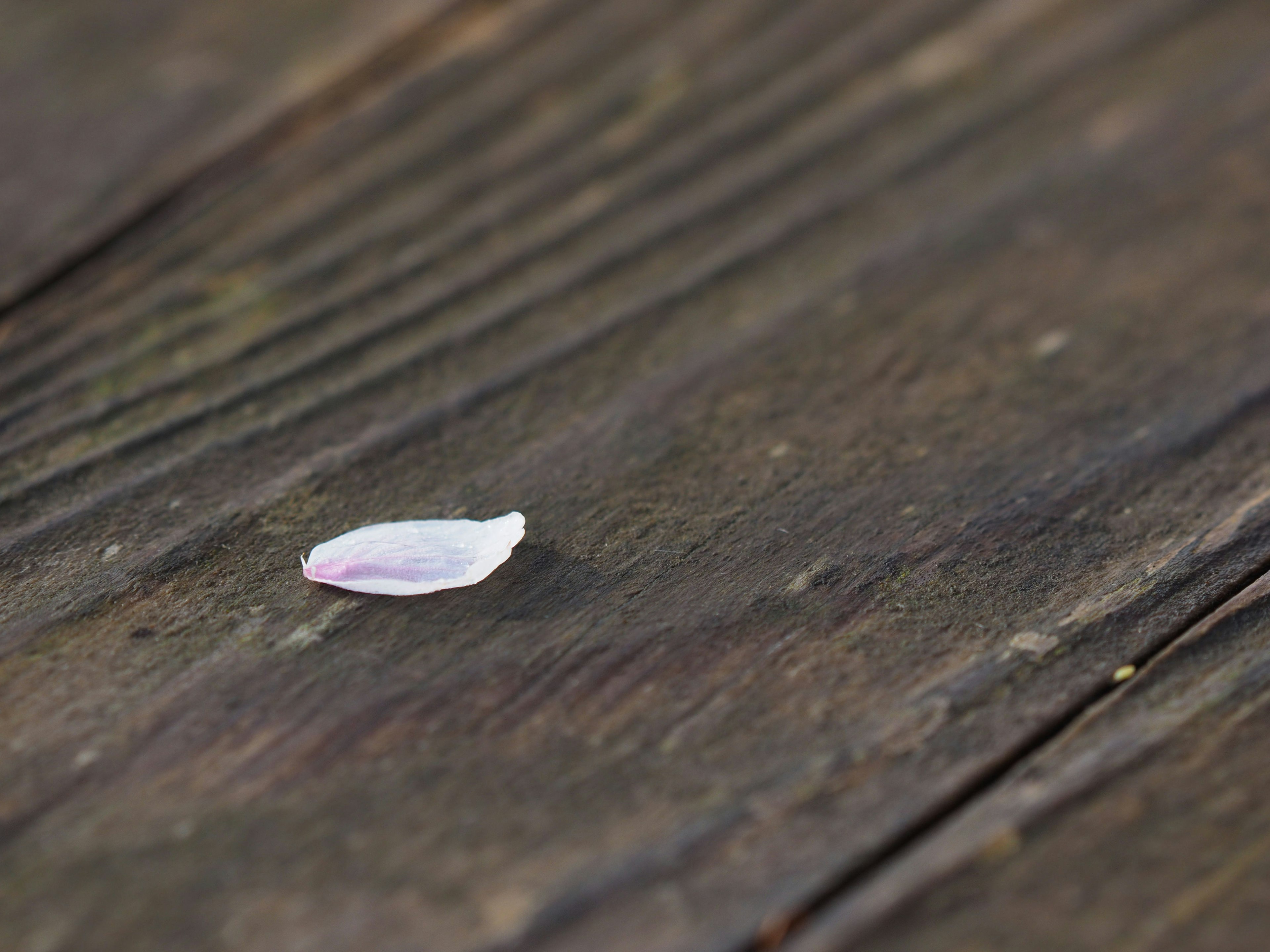 Un petalo di fiore che riposa su una superficie di legno