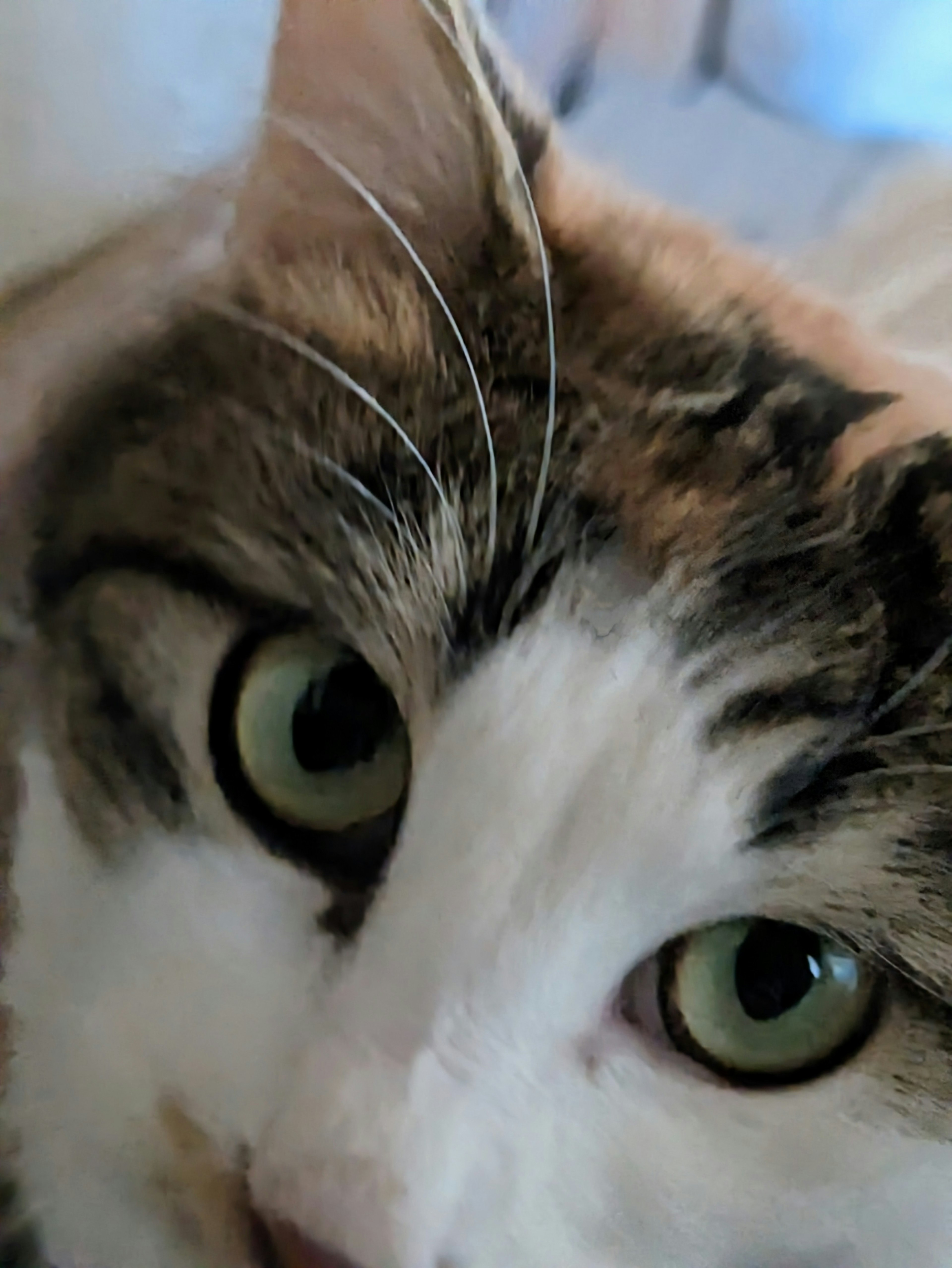 Close-up of a cat's face featuring green eyes and distinctive fur patterns