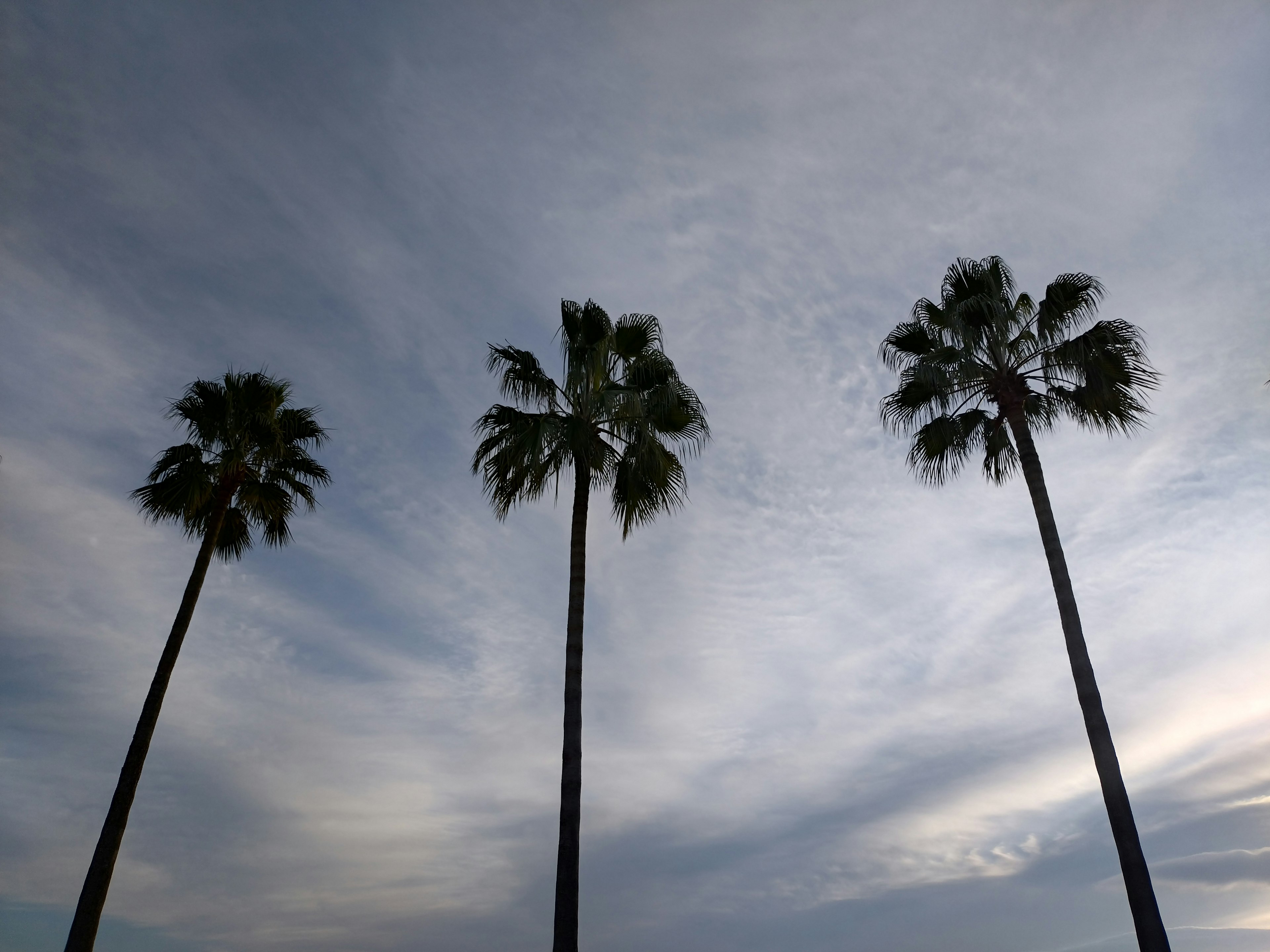 Silhouette of three palm trees against a cloudy sky