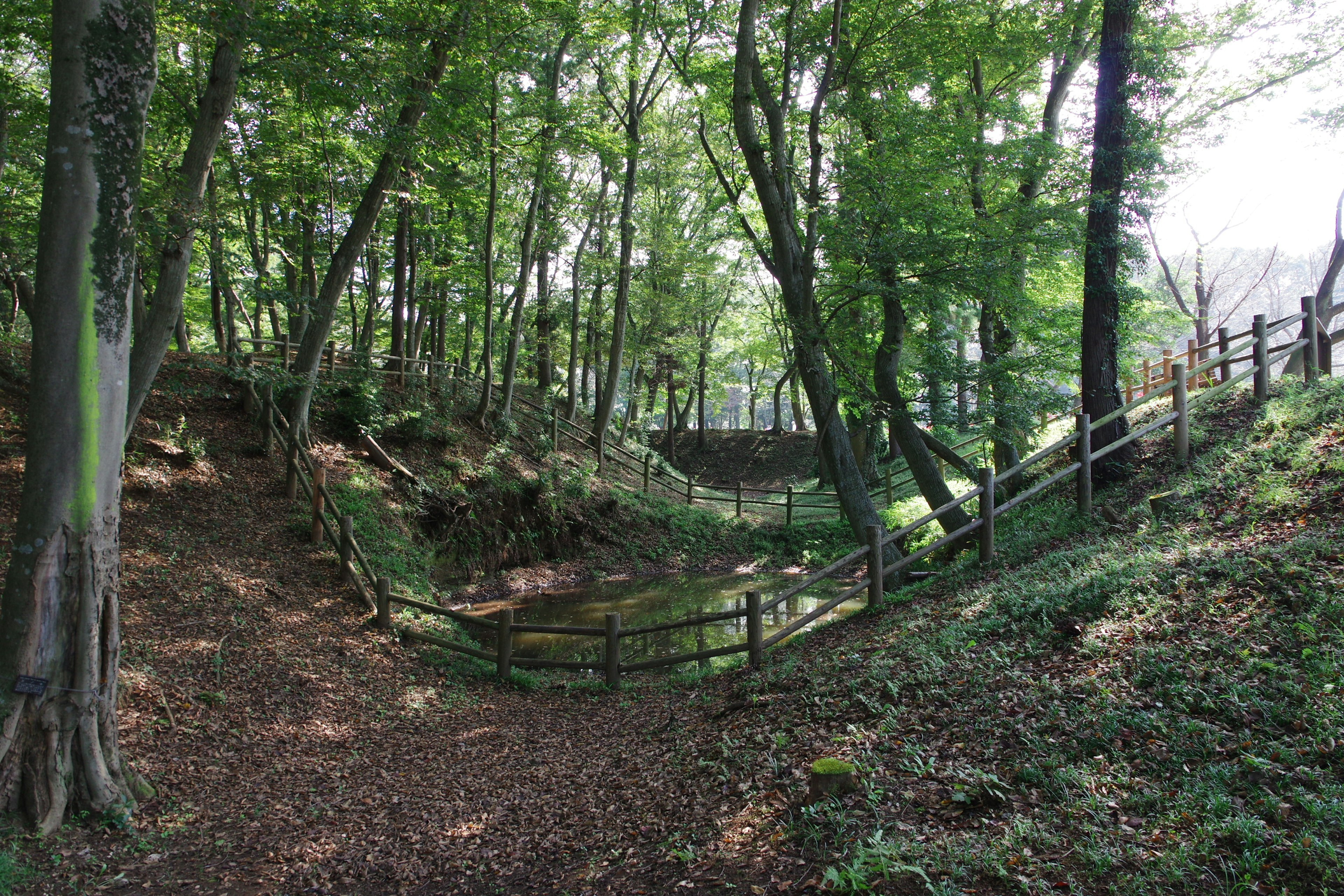 A forest path surrounded by lush green trees and wooden fences