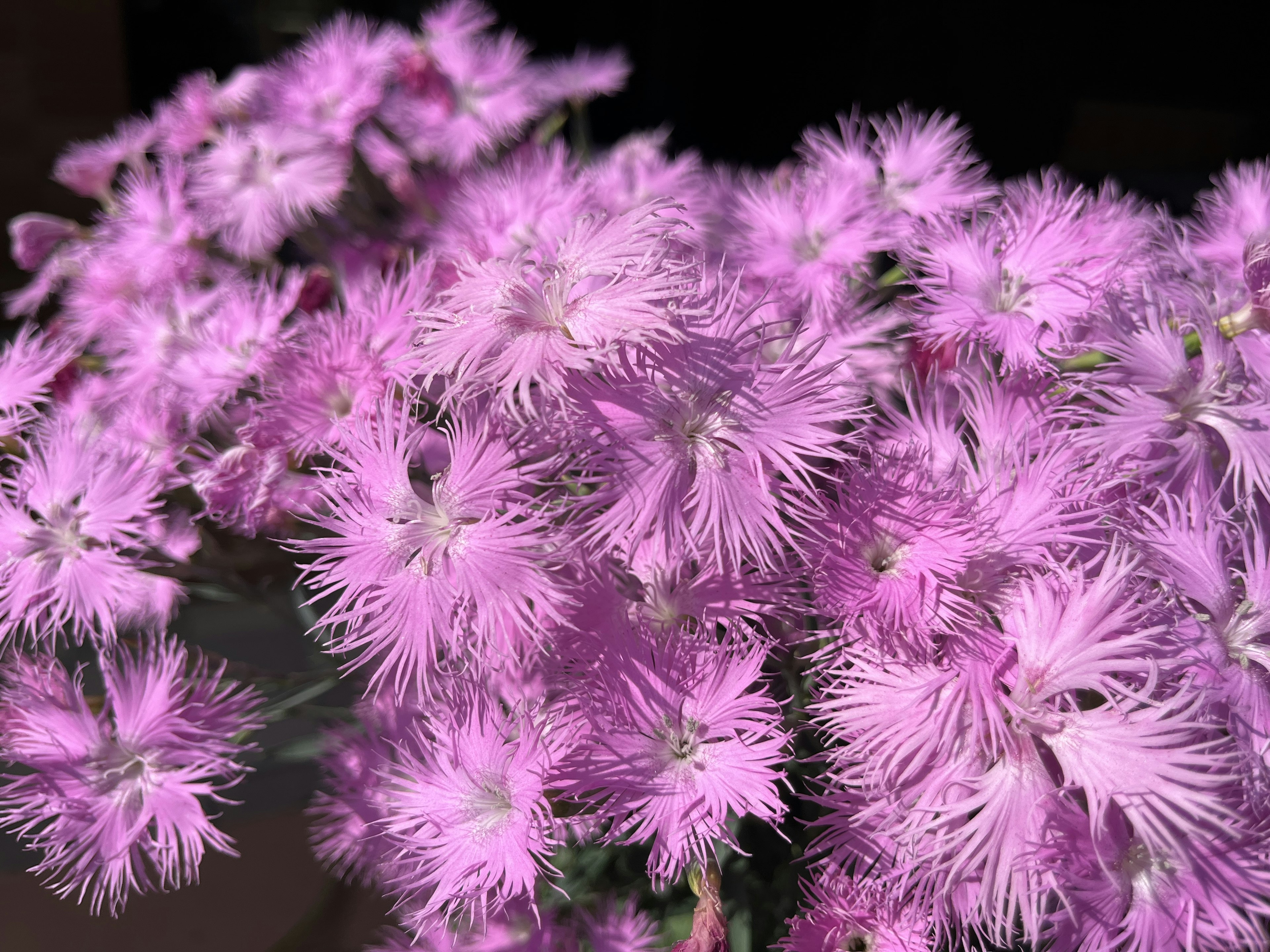 一簇鮮豔的粉色花朵，外觀蓬鬆