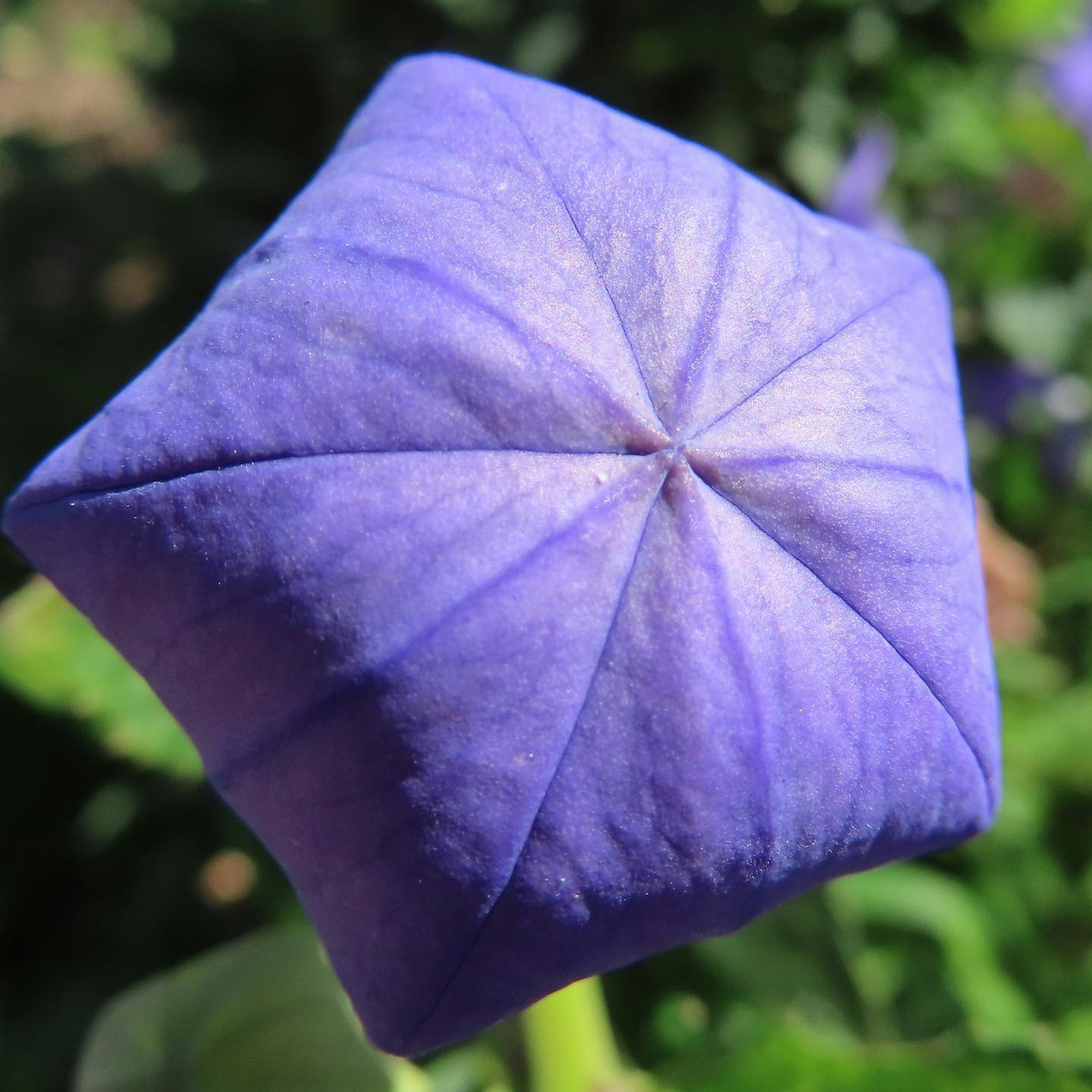 Acercamiento de un capullo de flor púrpura en forma de estrella