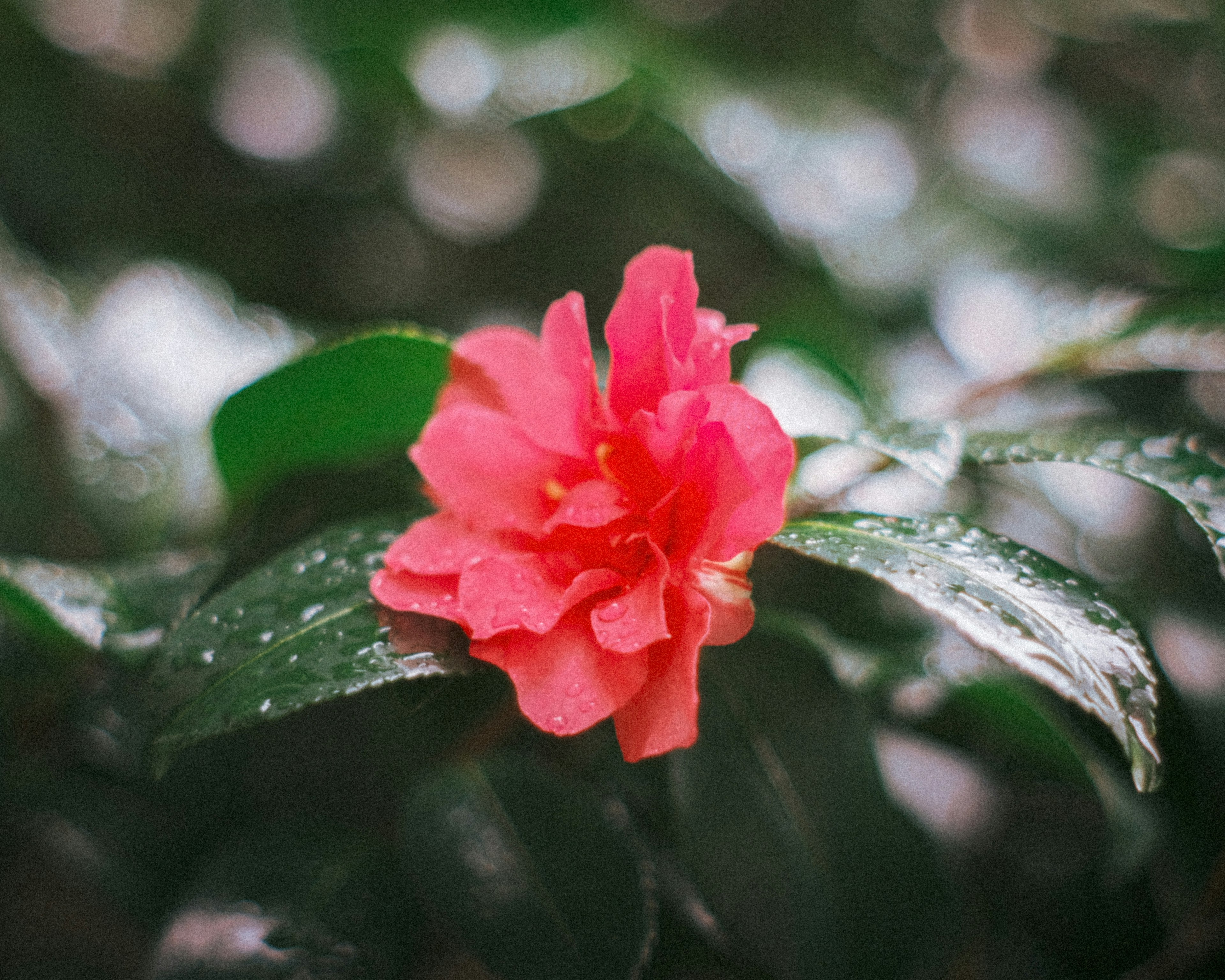 Close-up of a vibrant pink flower surrounded by green leaves