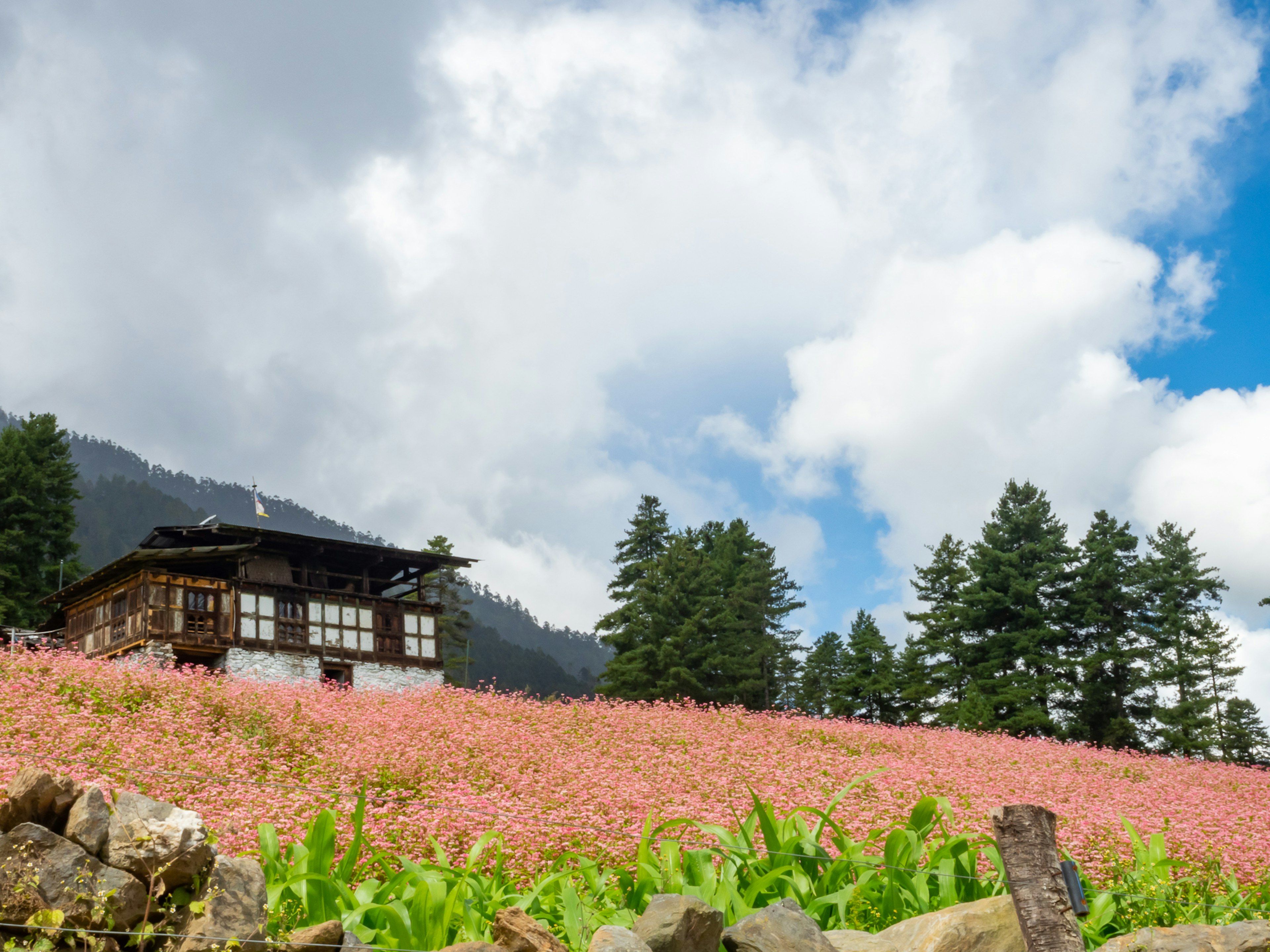 緑の木々に囲まれた古風な家とピンクの花畑