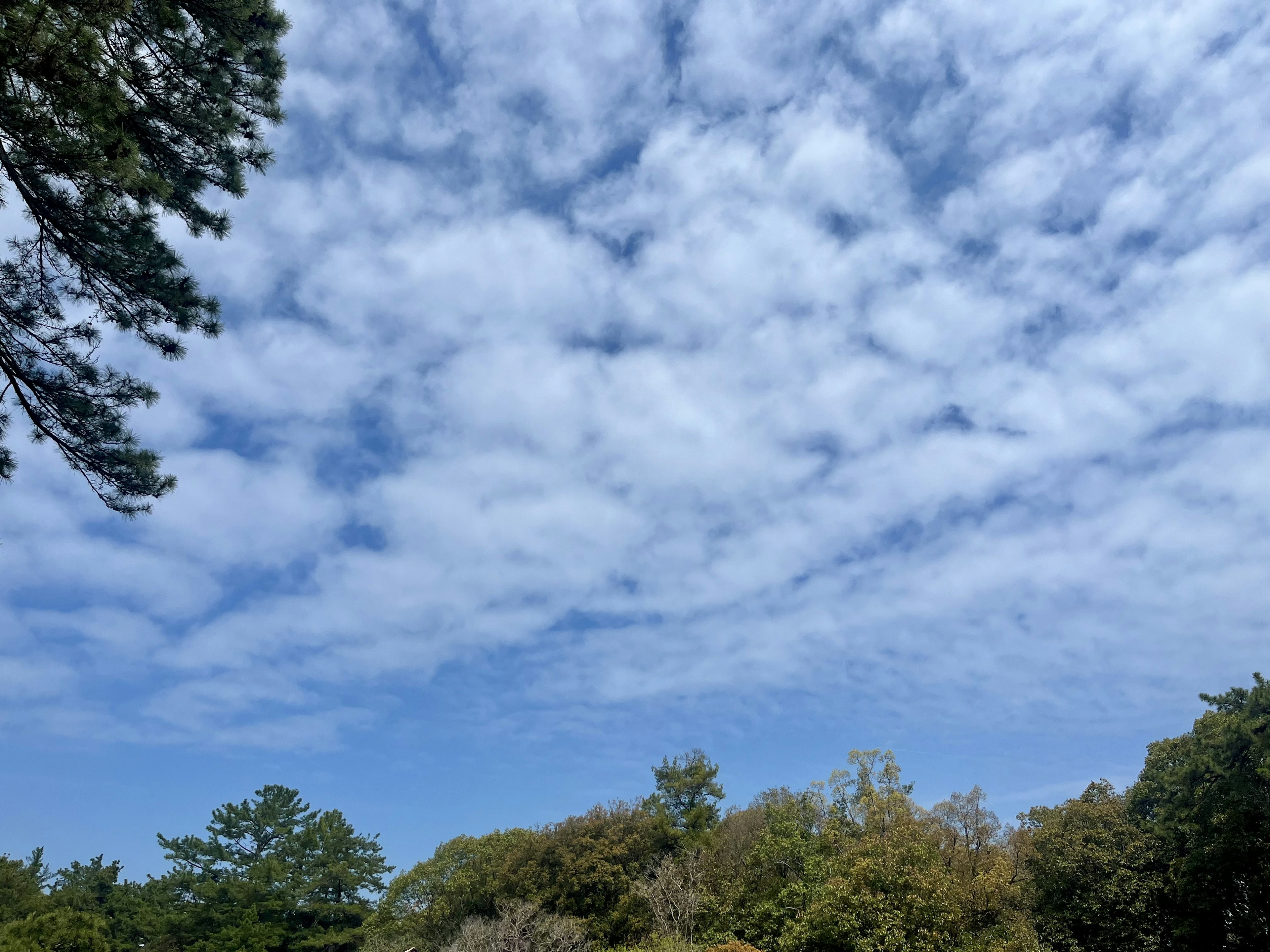 Cielo blu chiaro con nuvole bianche sparse bellezza naturale