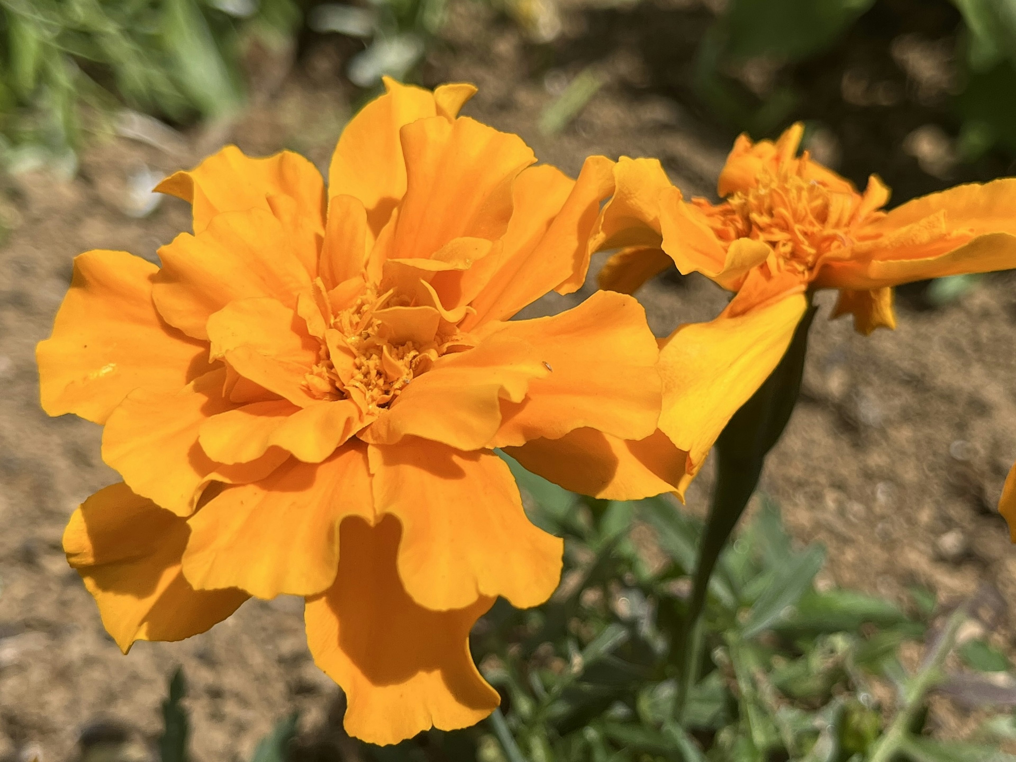 Bunga marigold oranye cerah mekar di taman