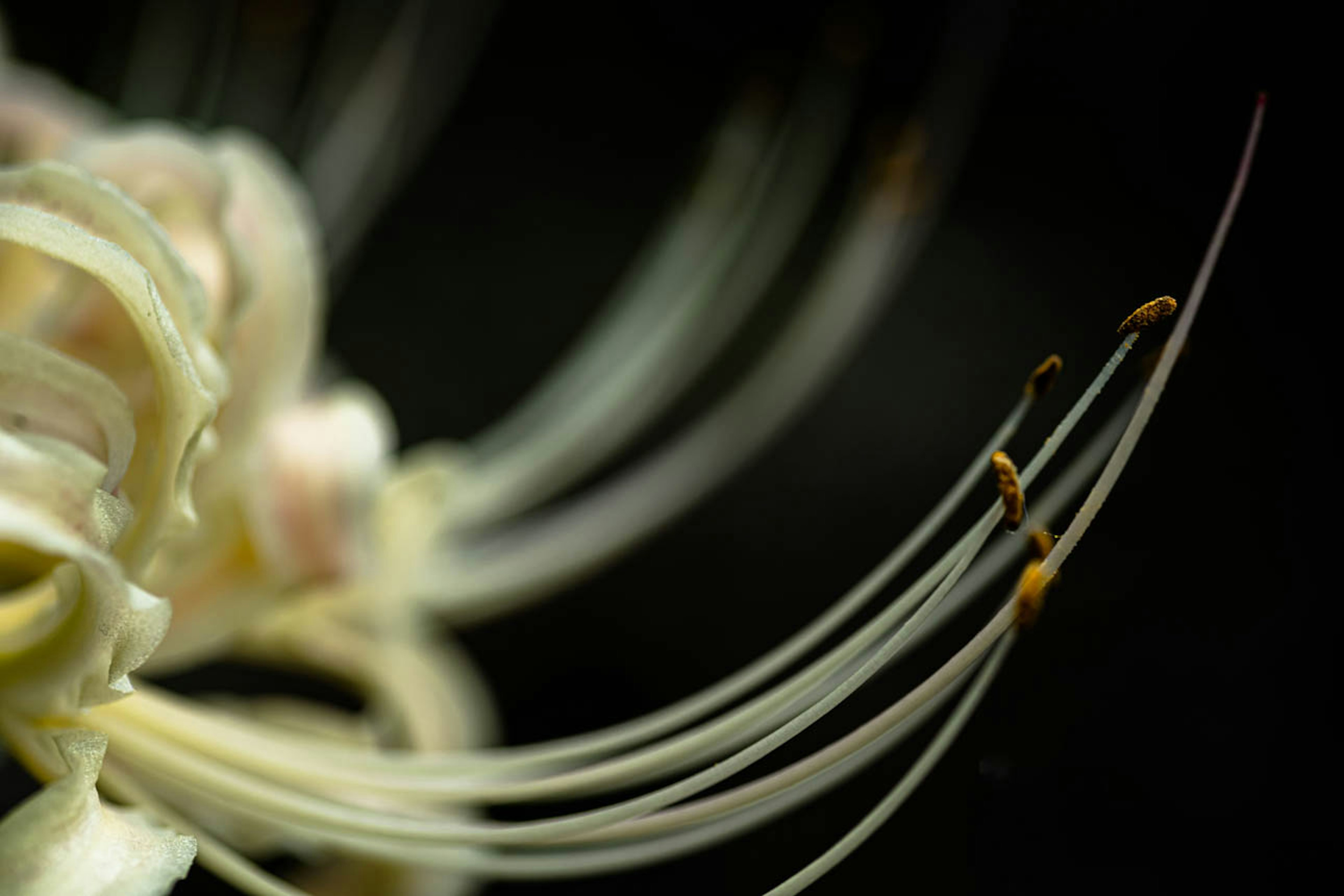 Foto macro di un fiore con petali bianchi e filamenti delicati