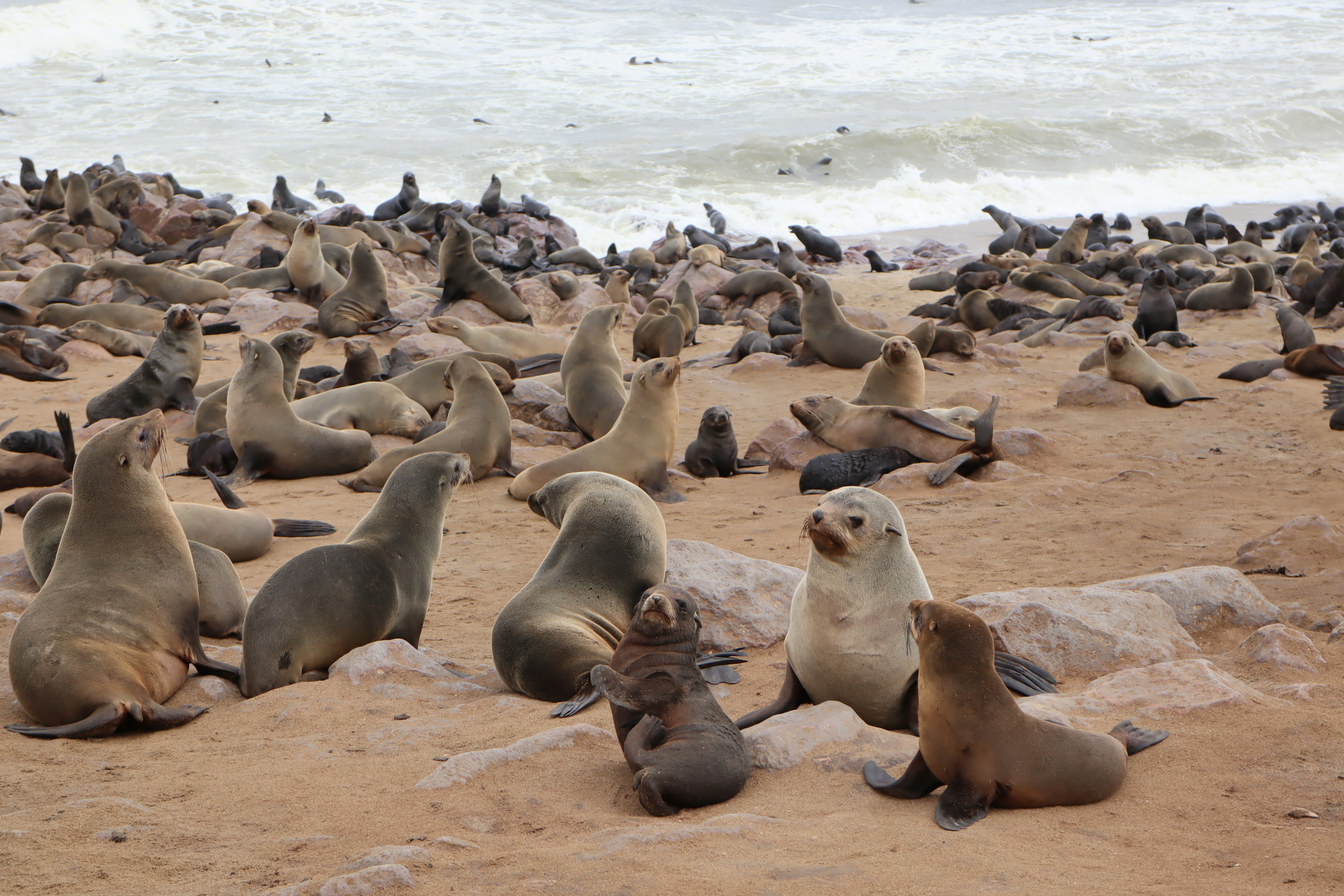 A group of seals resting on the beach near the ocean