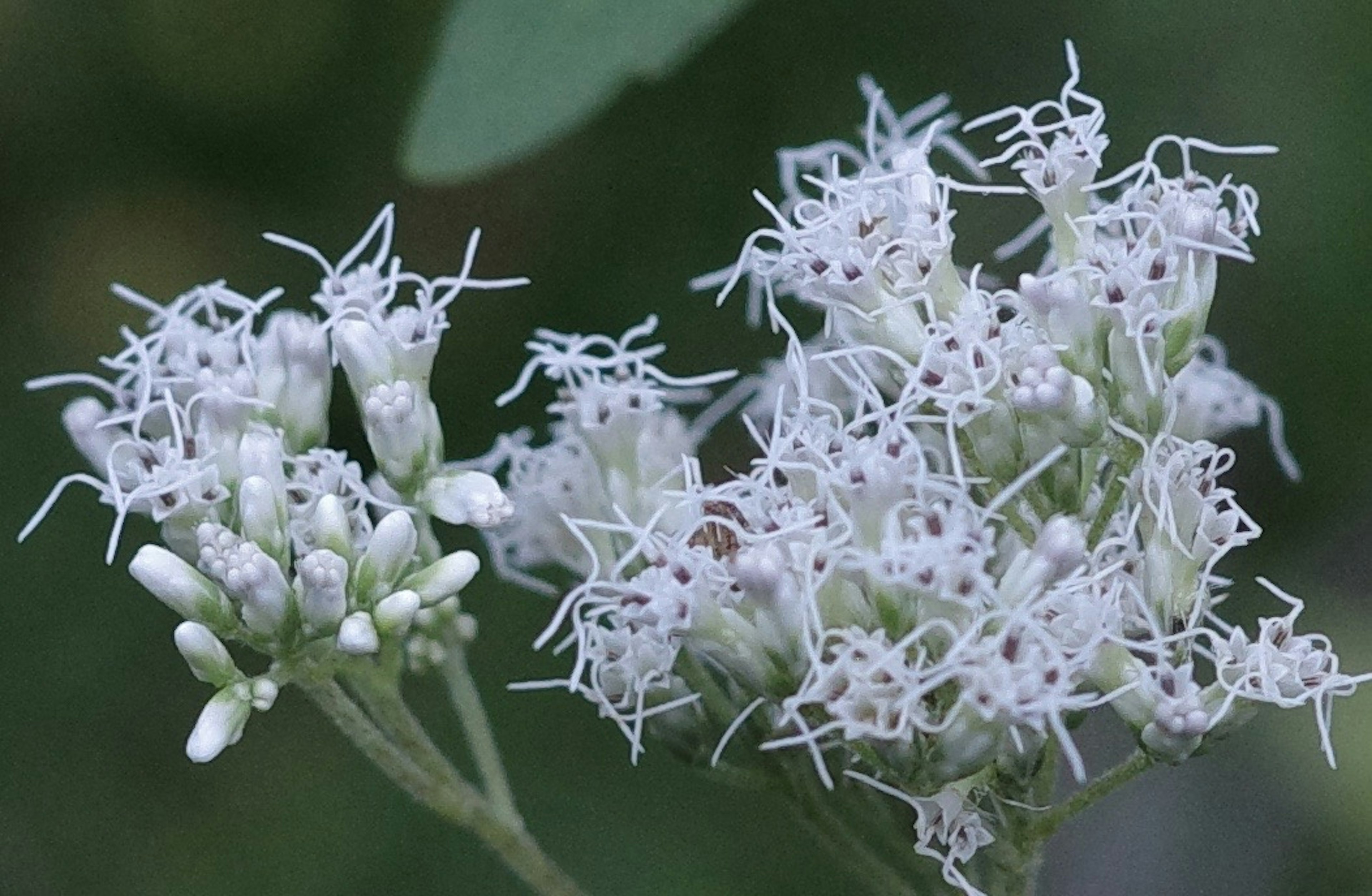 Nahaufnahme von weißen Blumen mit kleinen Blütenblättern und dünnen Stängeln