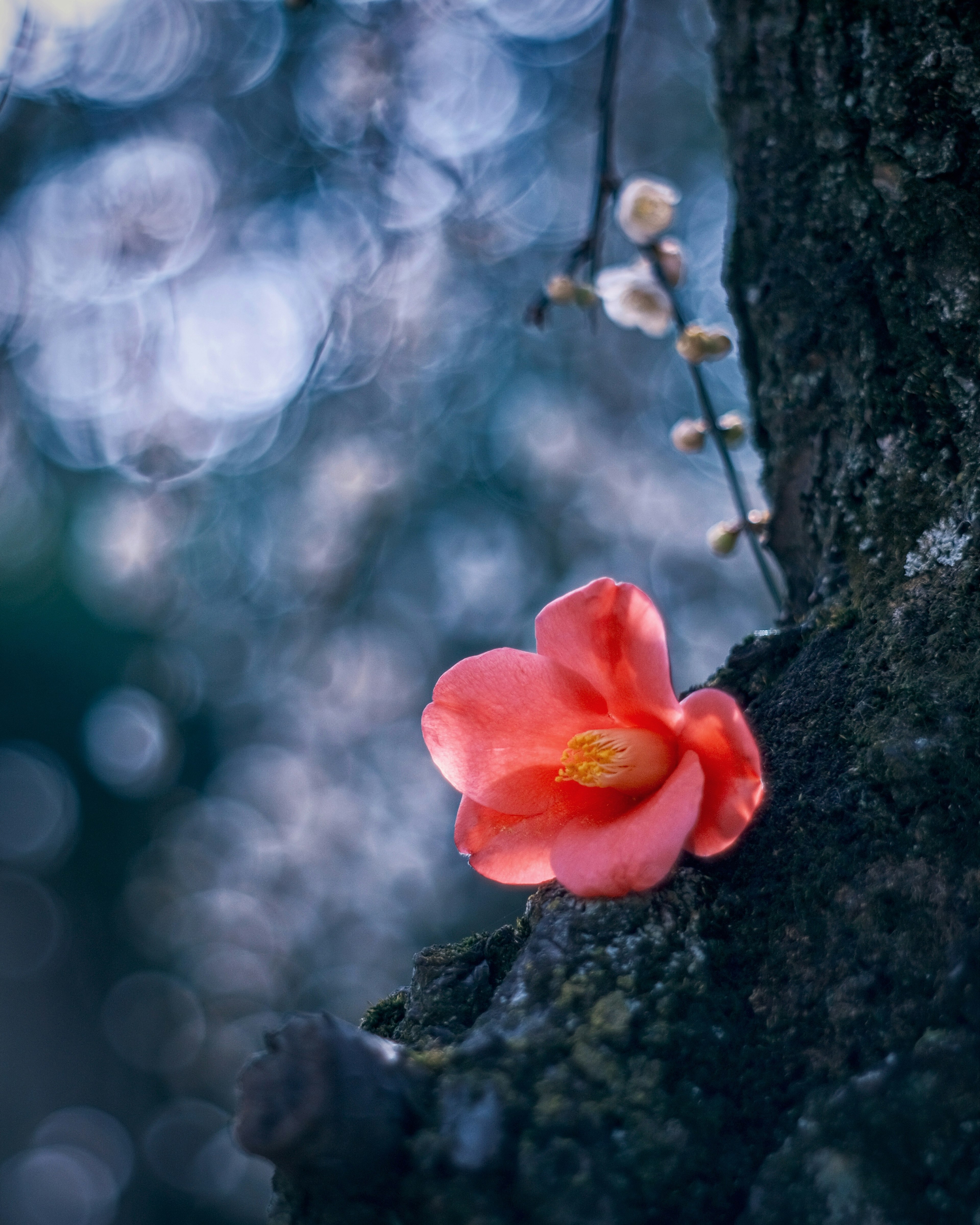 Fiore rosa che sboccia su un tronco d'albero con sfondo luminoso sfocato