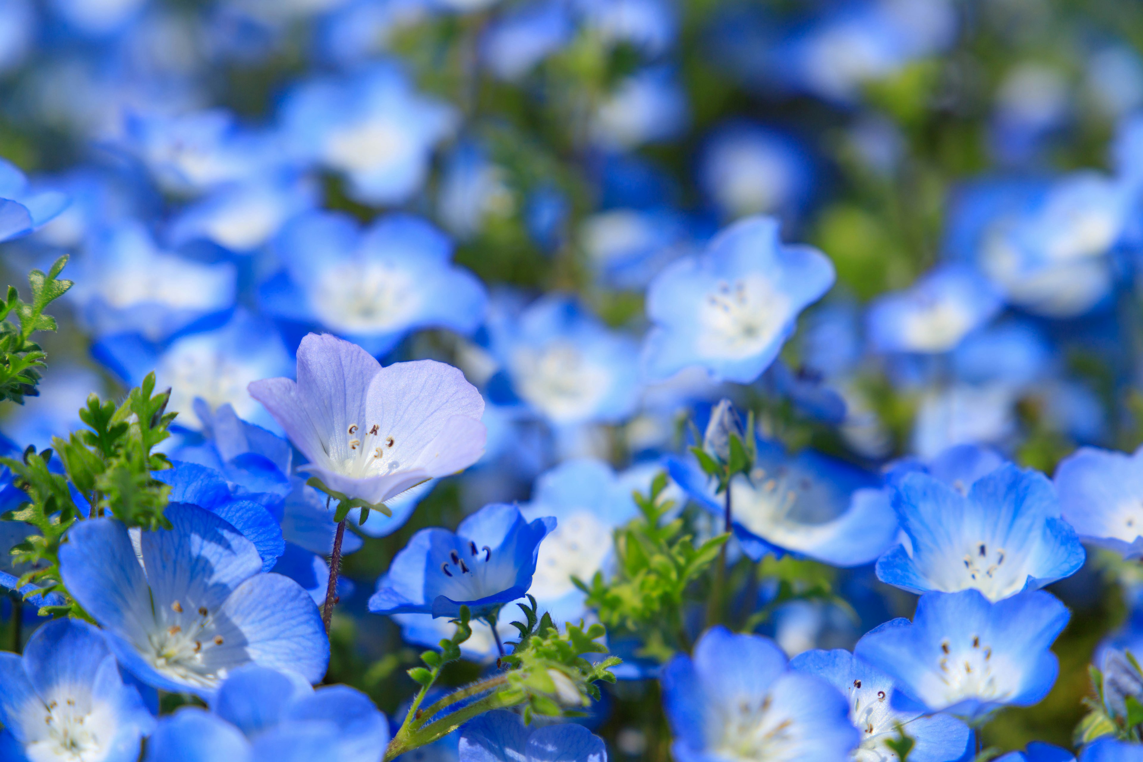 Un paisaje lleno de flores azules