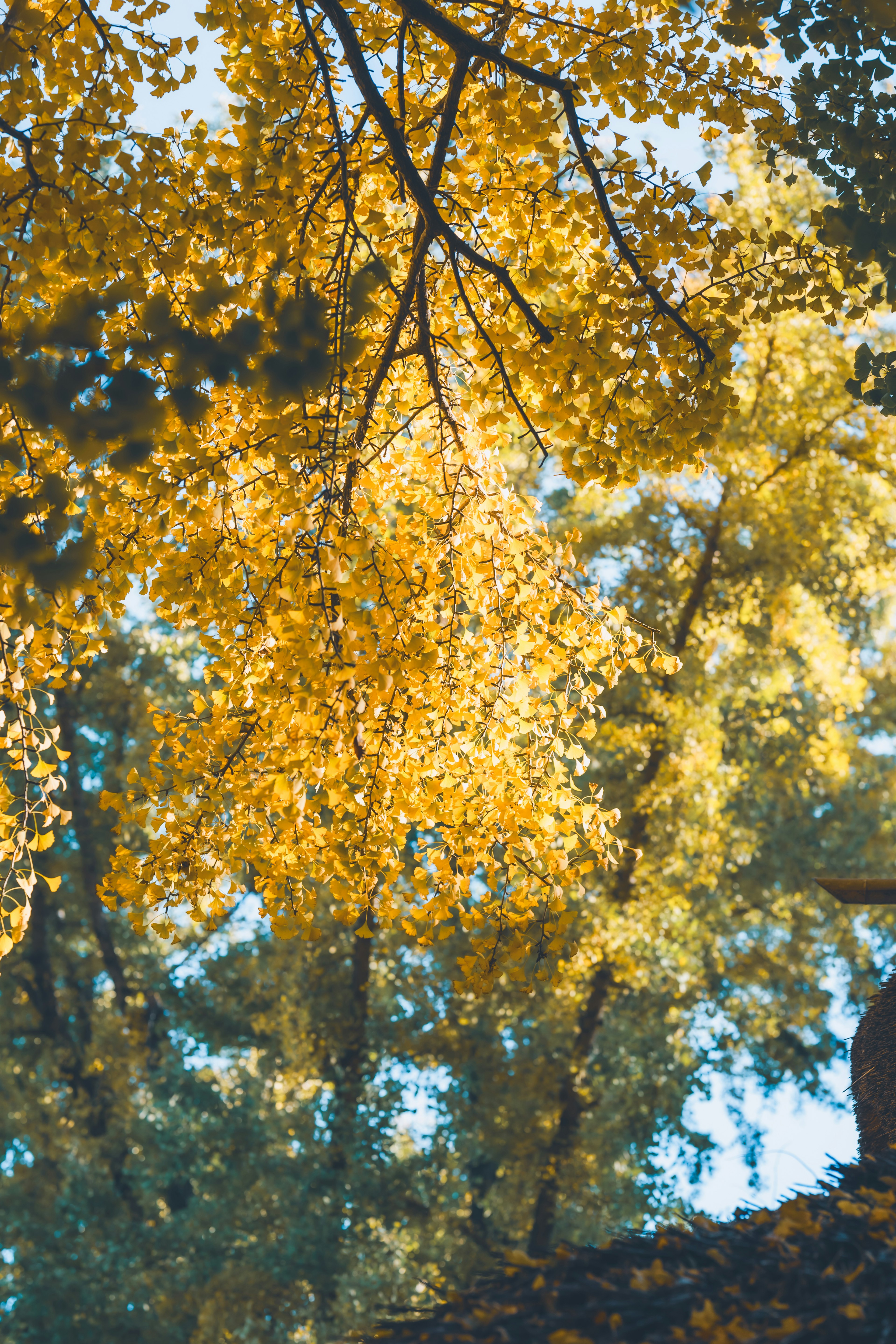 Foglie d'autunno dorate sugli alberi con la luce del sole