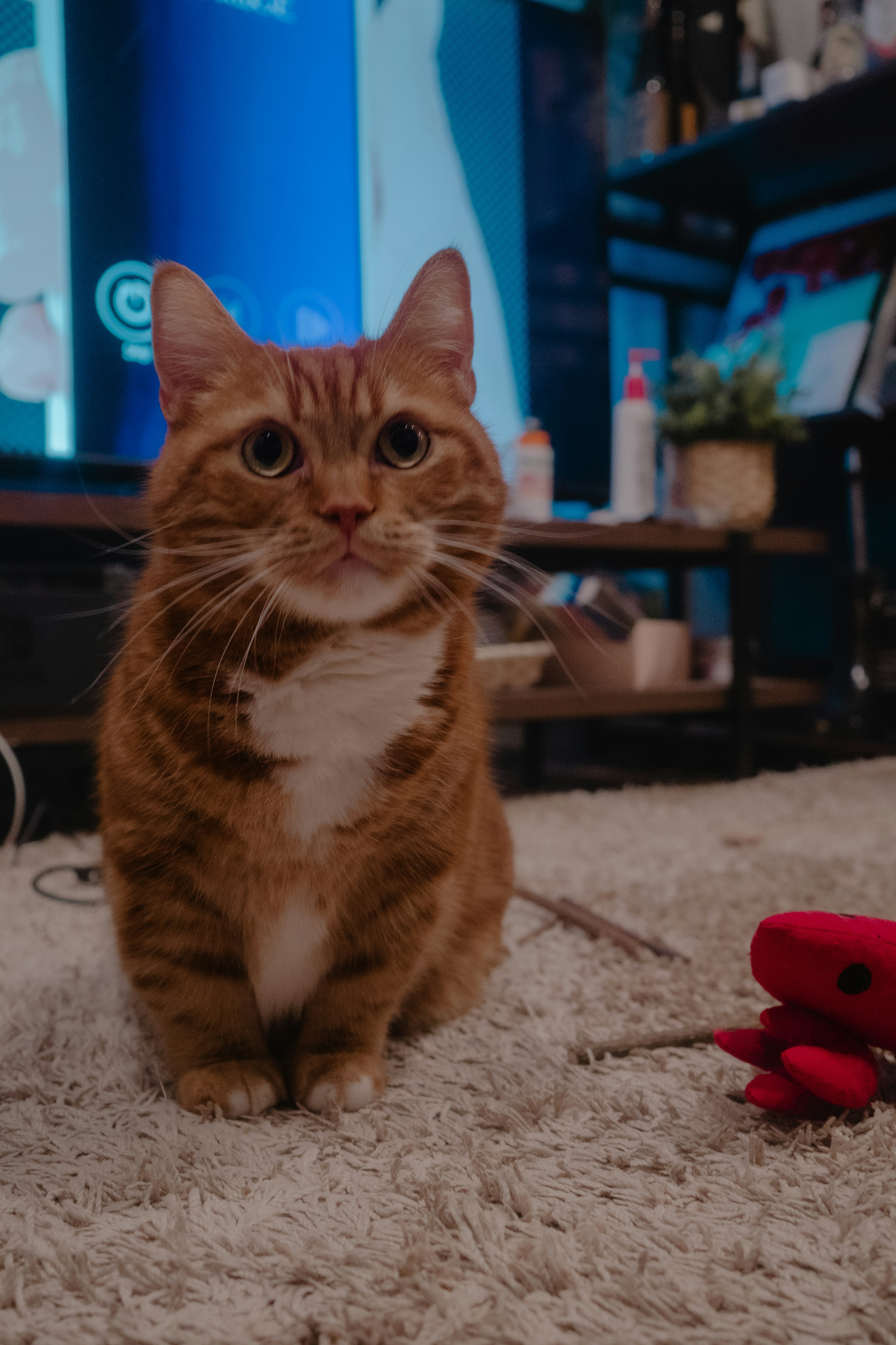 A brown cat sitting on a carpet with a playful expression in a cozy living room setting