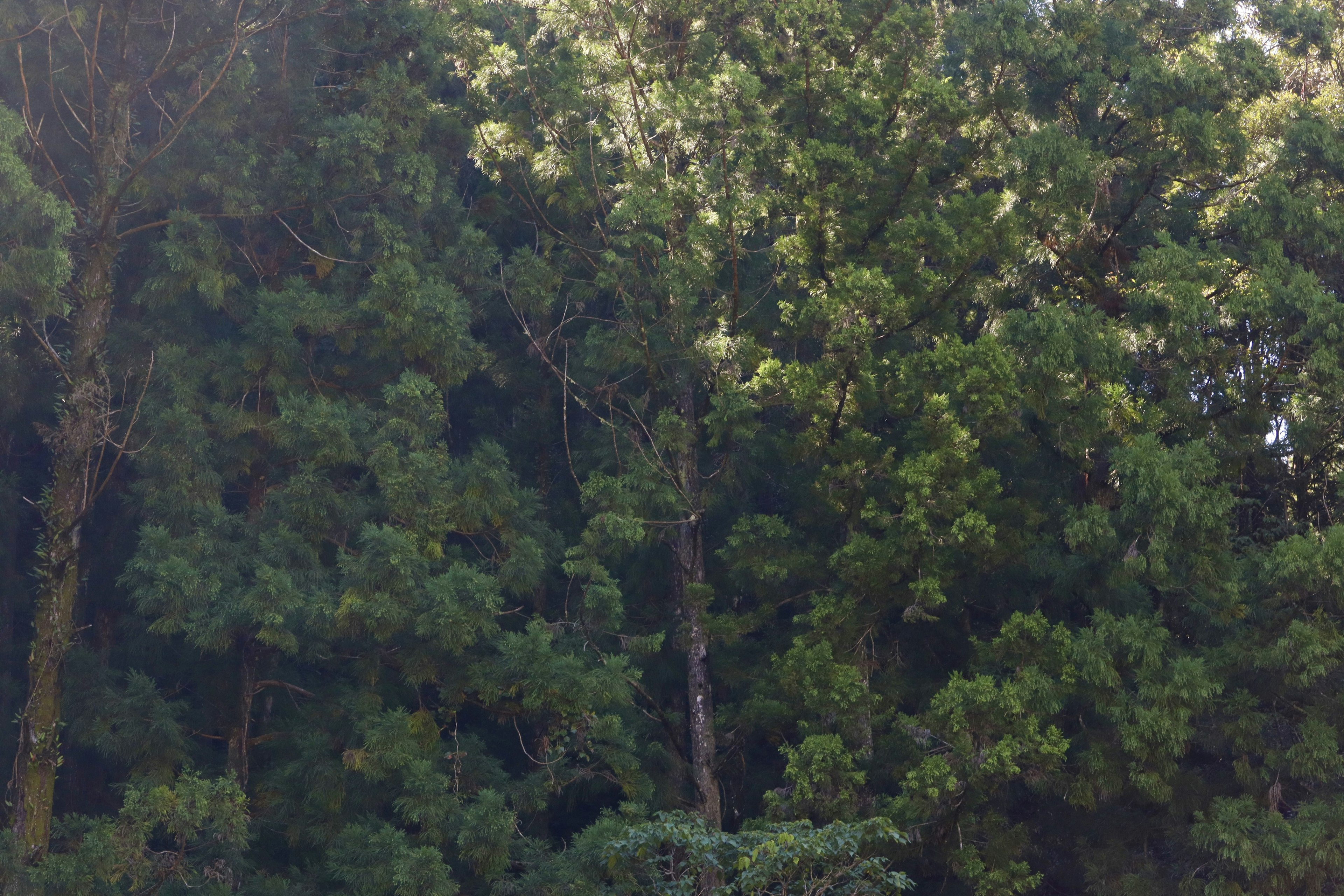 Una foresta fitta con alberi verdi lussureggianti