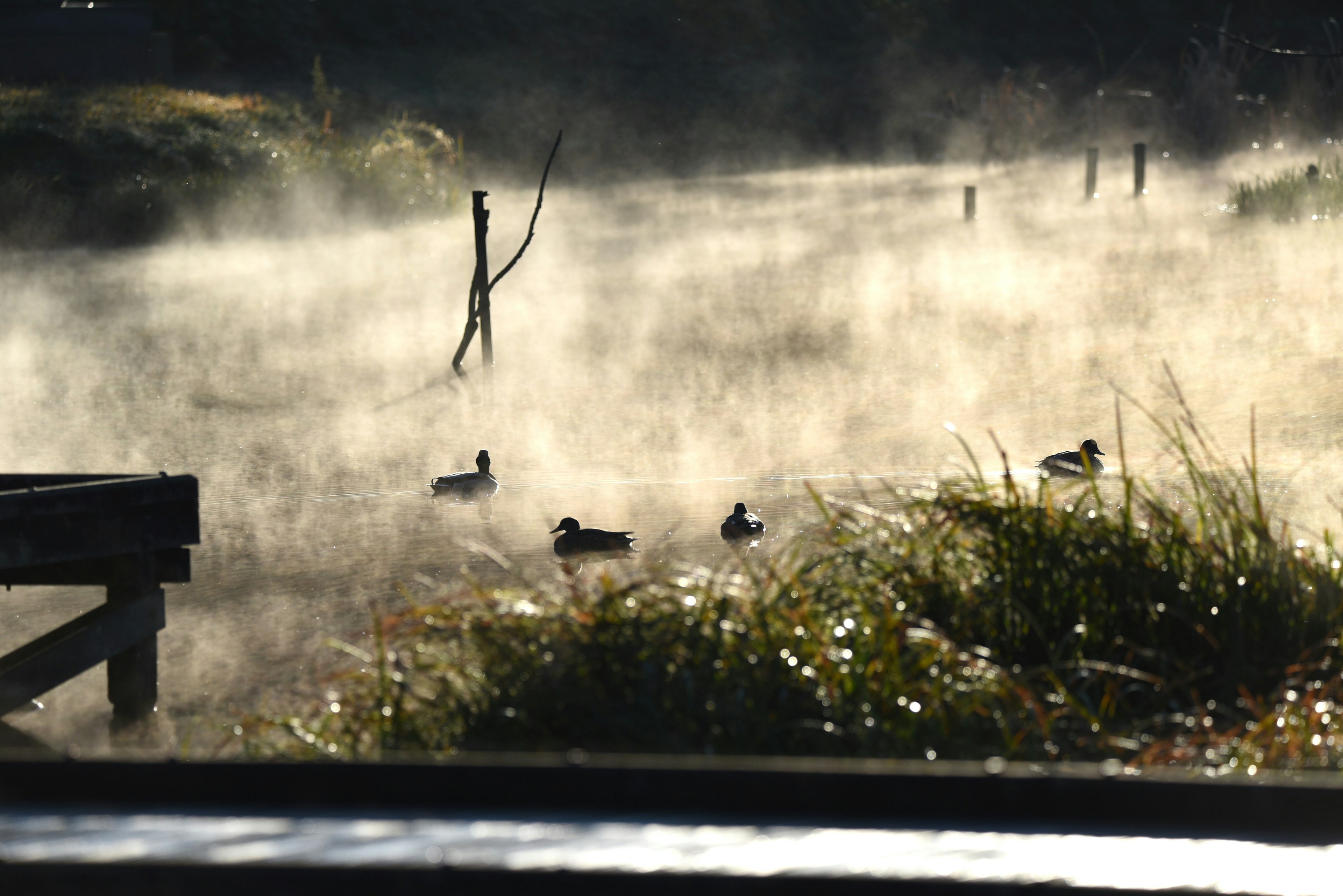 Canards dans l'eau brumeuse avec de l'herbe verte luxuriante