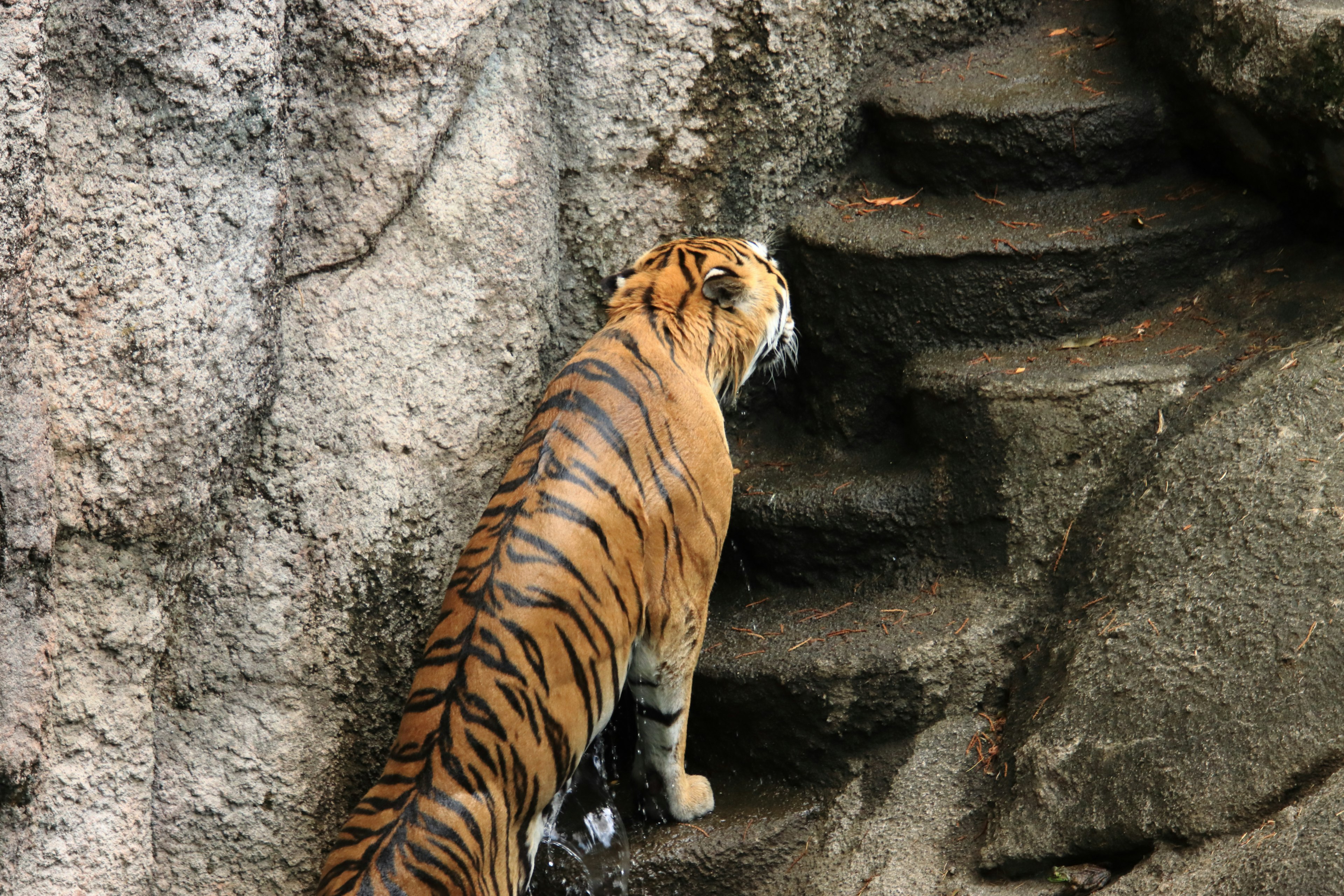 Tiger, der steinerne Stufen in einer natürlichen Umgebung hinaufsteigt