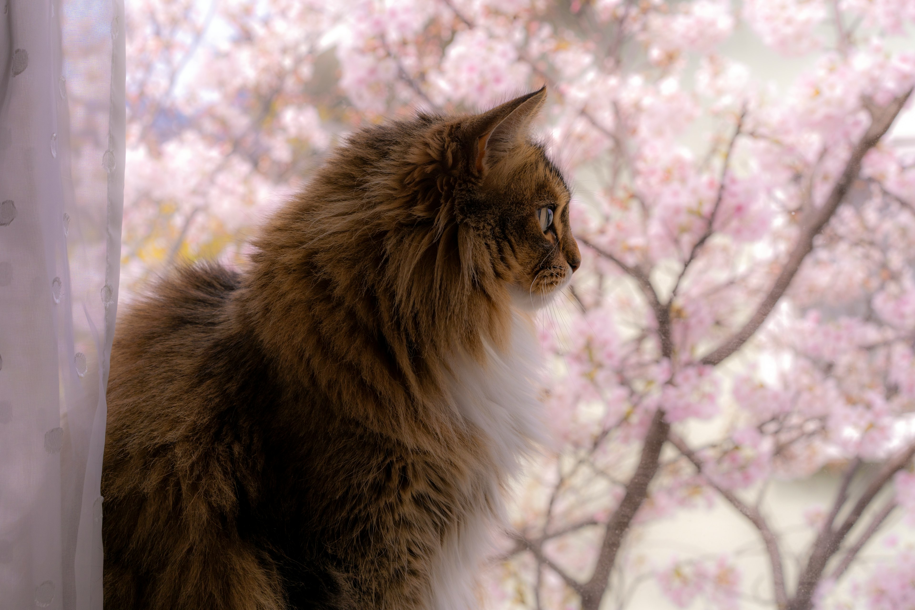 窓辺に座る猫と桜の花が見える美しい風景