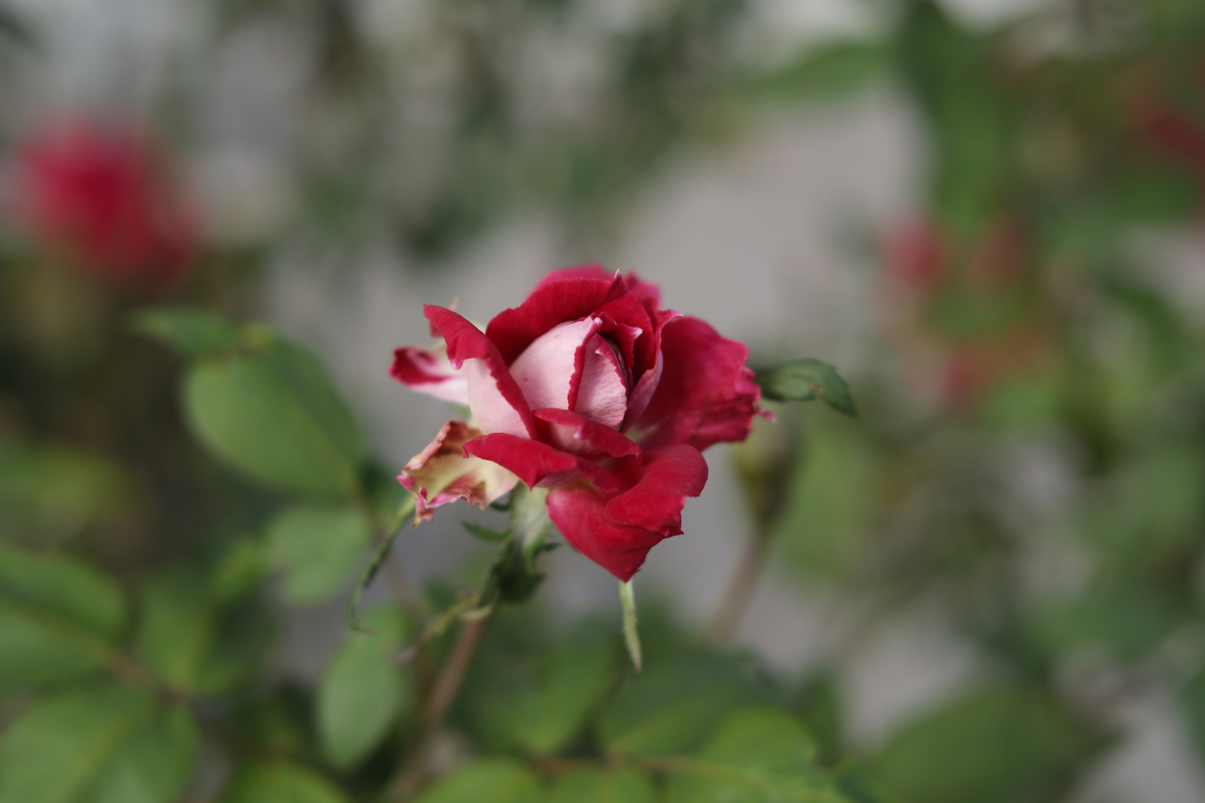 Eine rote Rose blüht zwischen grünen Blättern