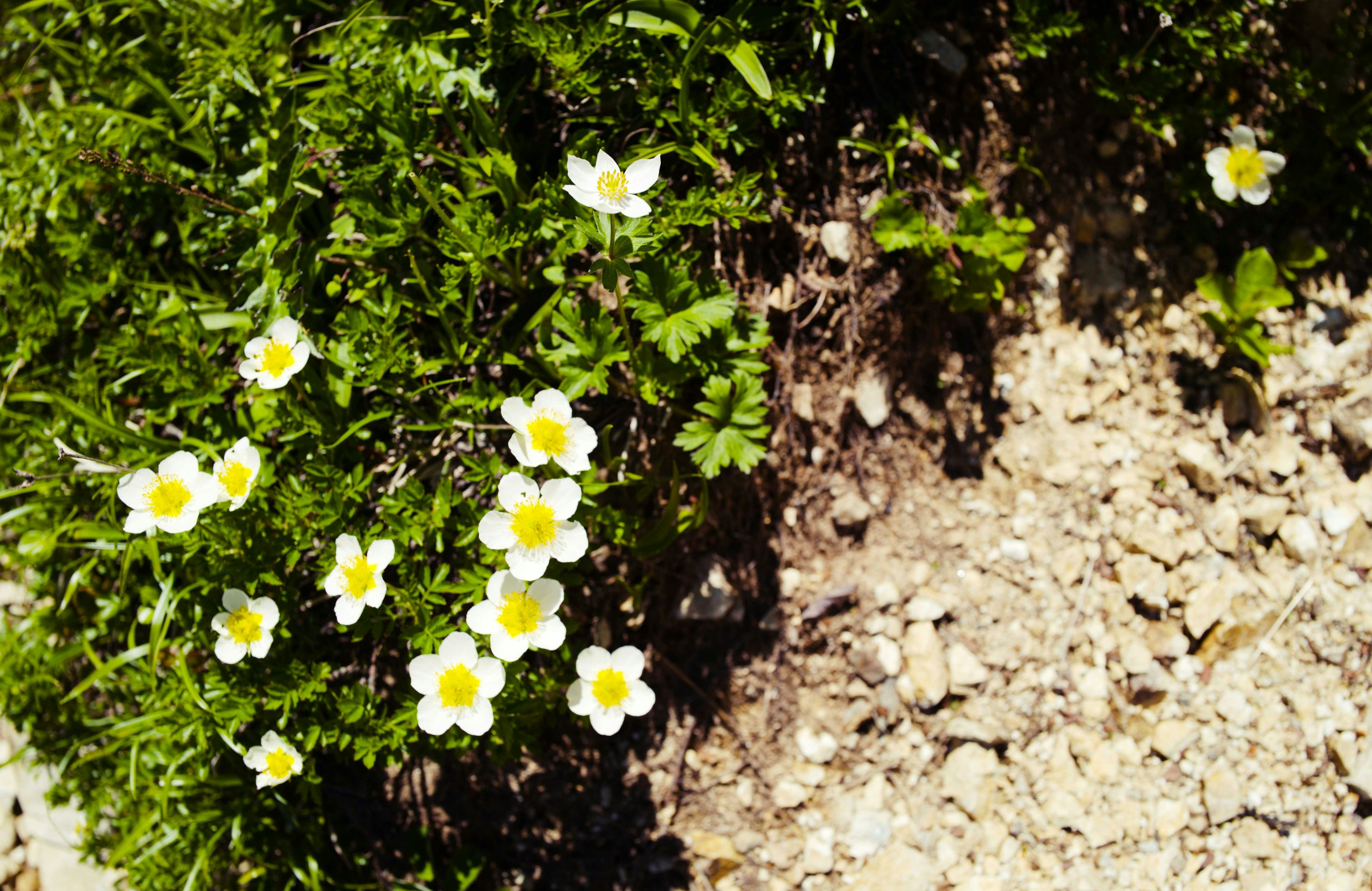 Cluster of white flowers with yellow centers growing among green foliage