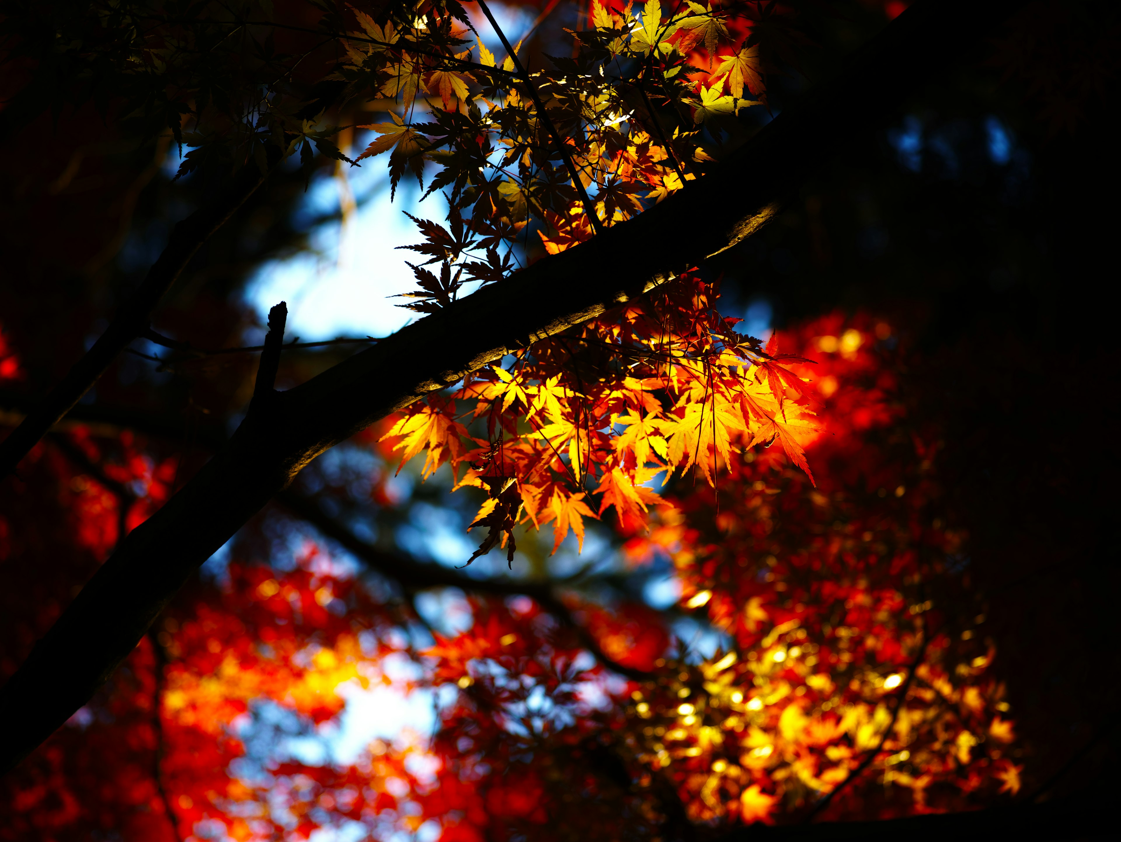 秋の紅葉の色彩が映える木の枝と葉