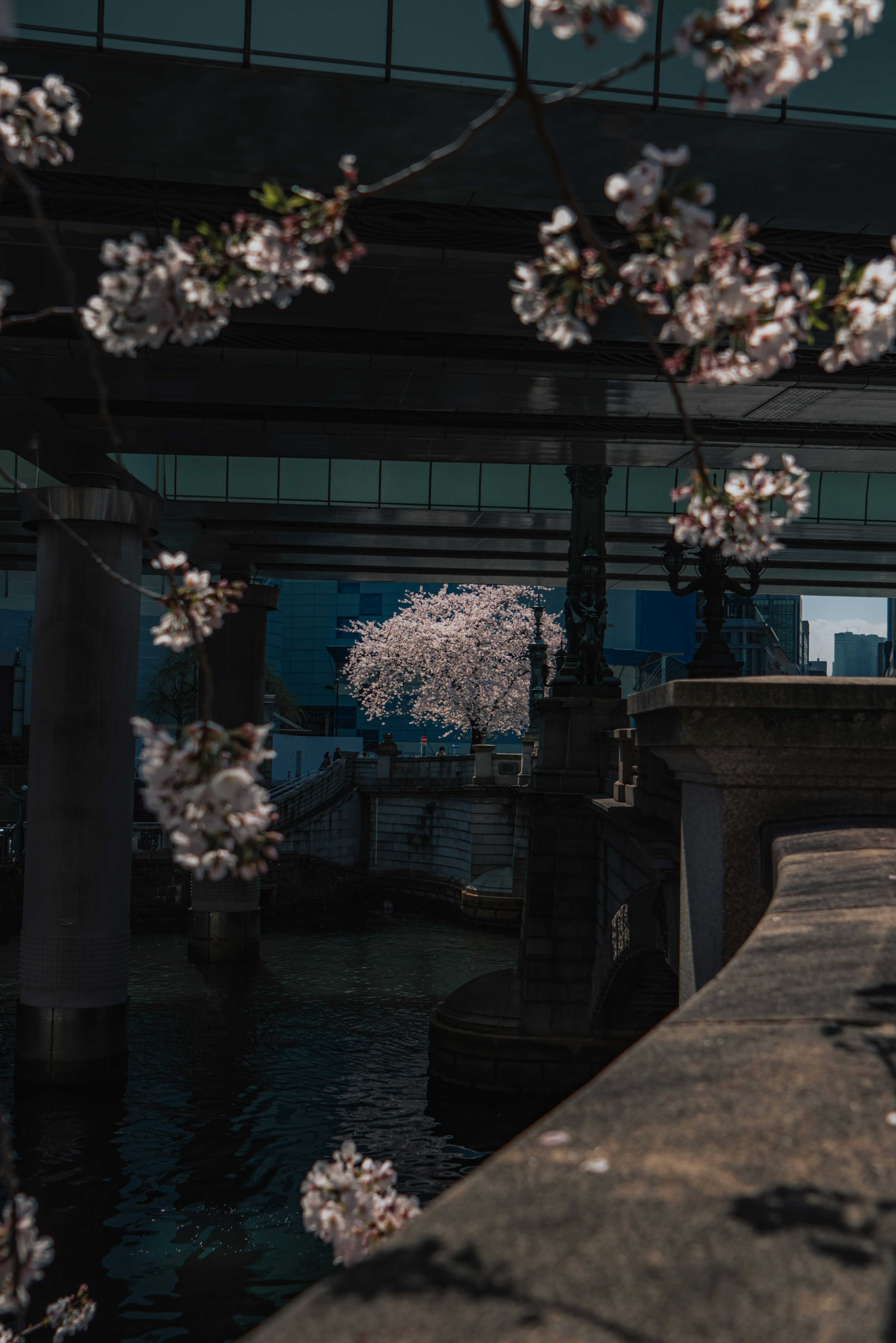 Kirschblüten in der Nähe eines Flusses mit einer Brückenstruktur