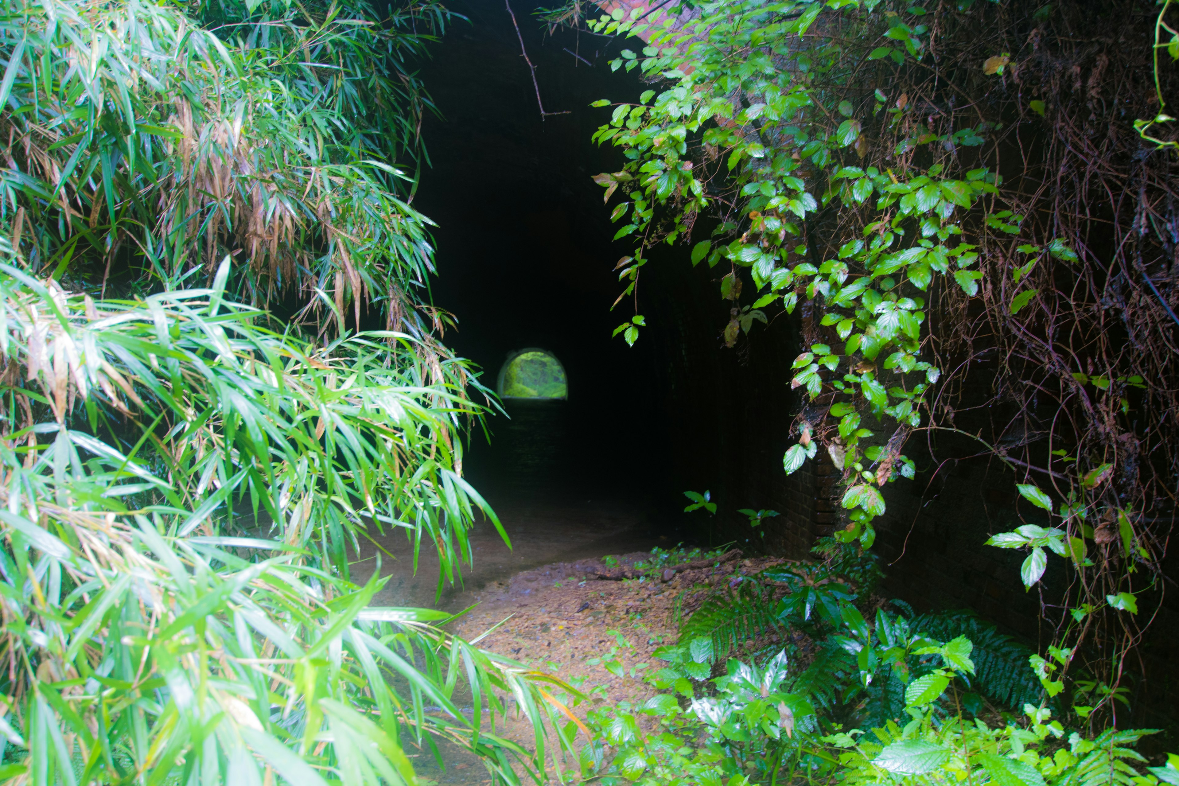 Entrance of a dark tunnel surrounded by lush green plants