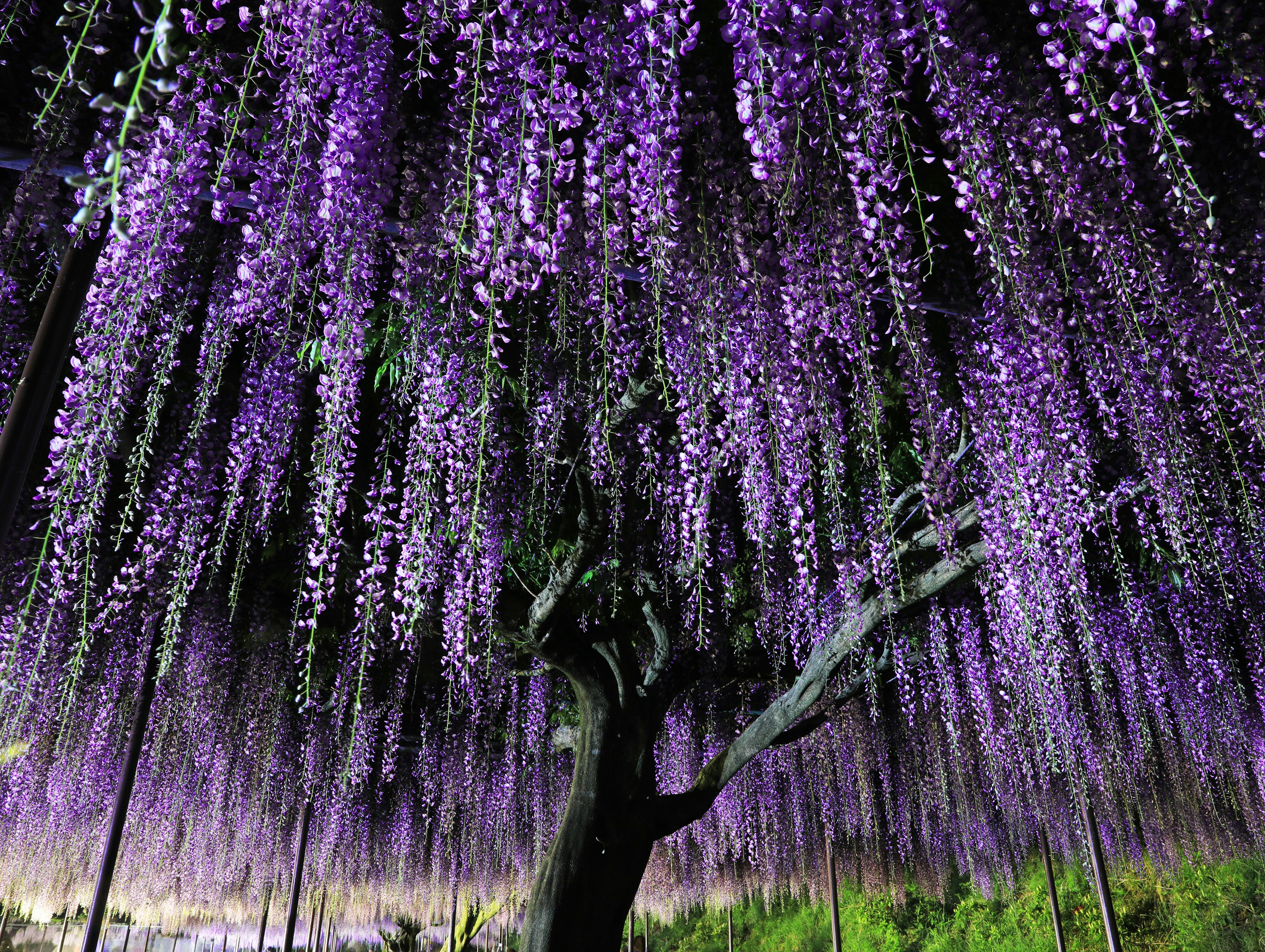 紫色の藤の花が垂れ下がる木の下での美しい景色