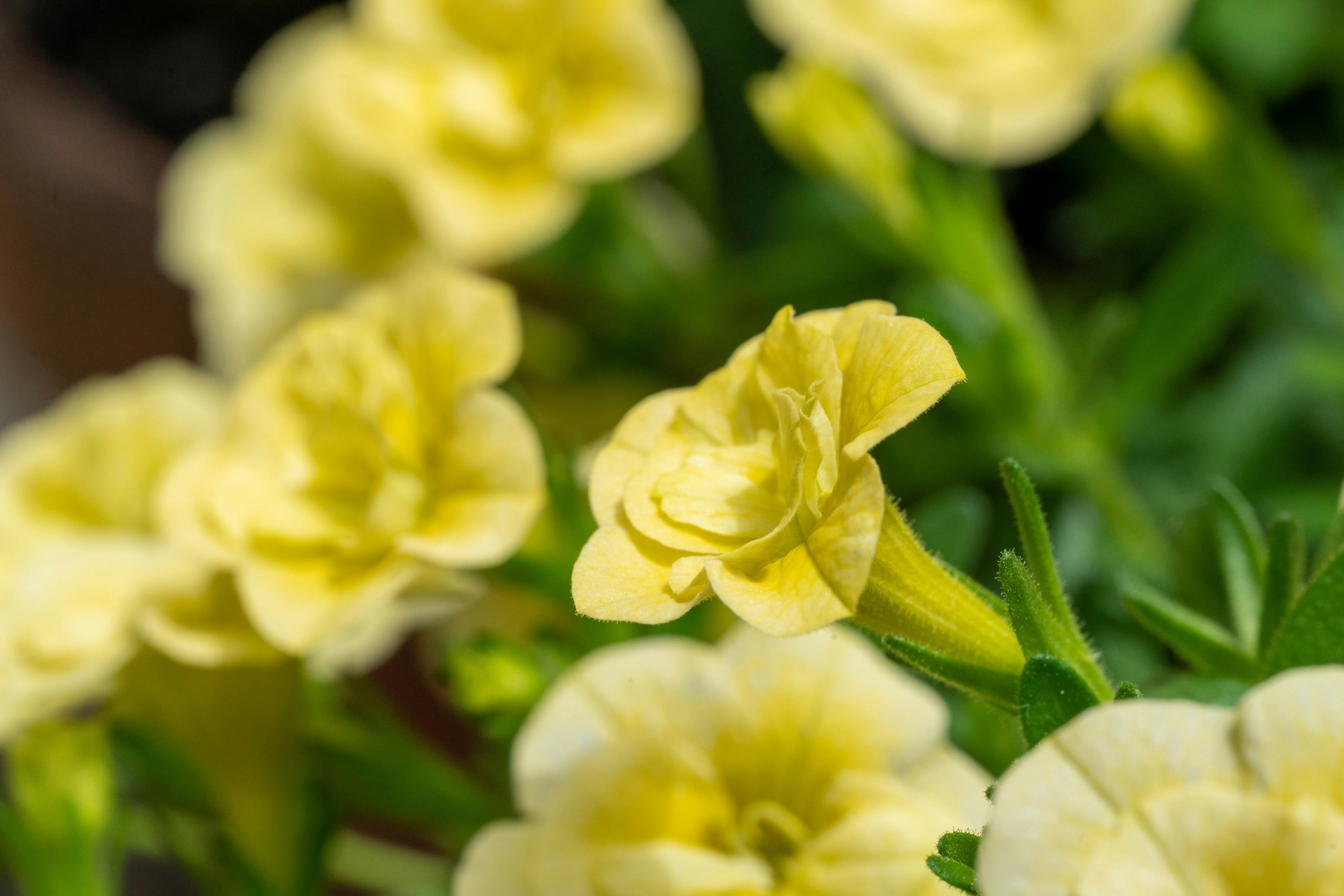 明るい黄色の花が咲いている緑の植物のクローズアップ