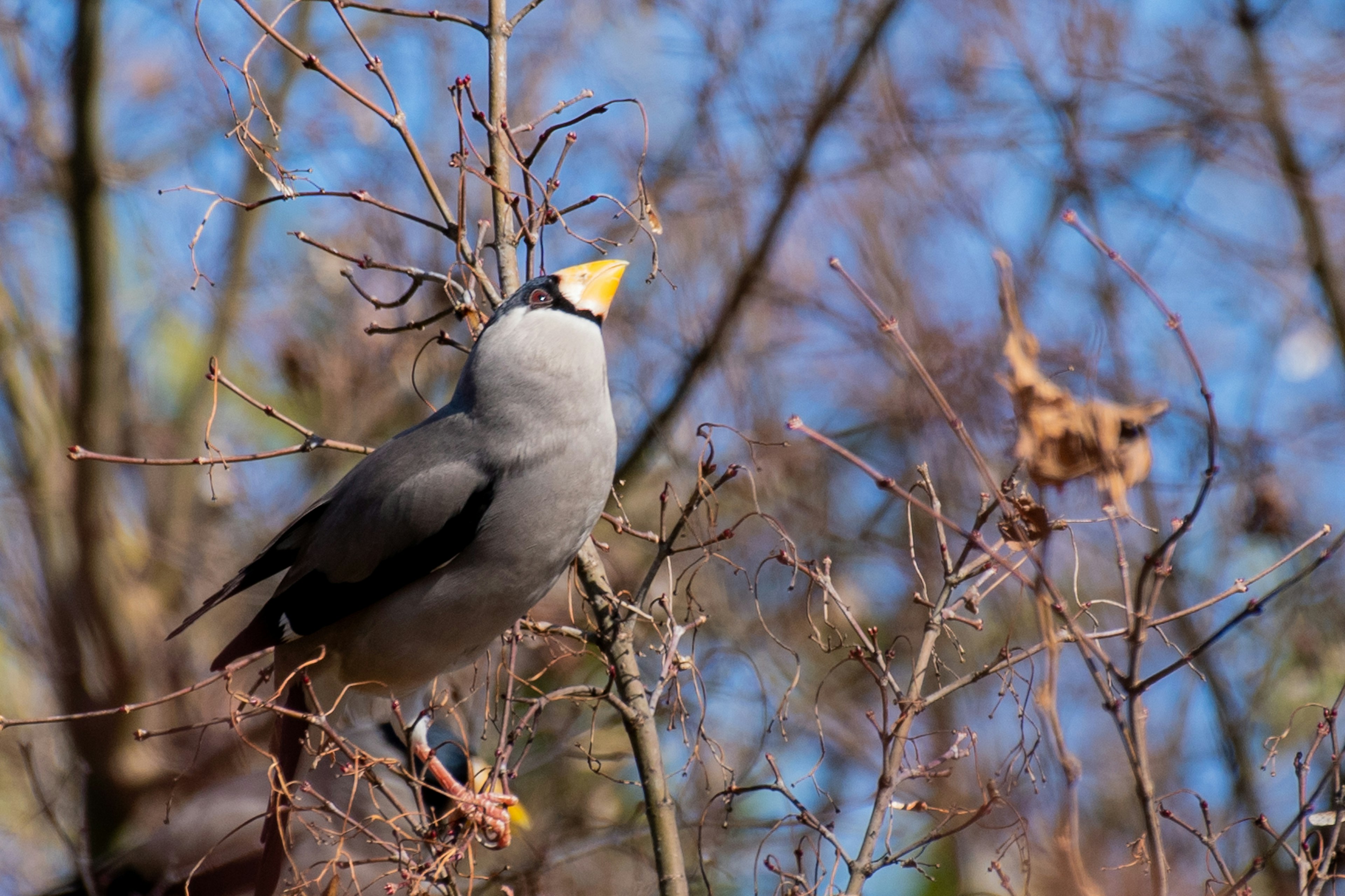 Pájaro gris posado en una rama Pico amarillo y patas azules