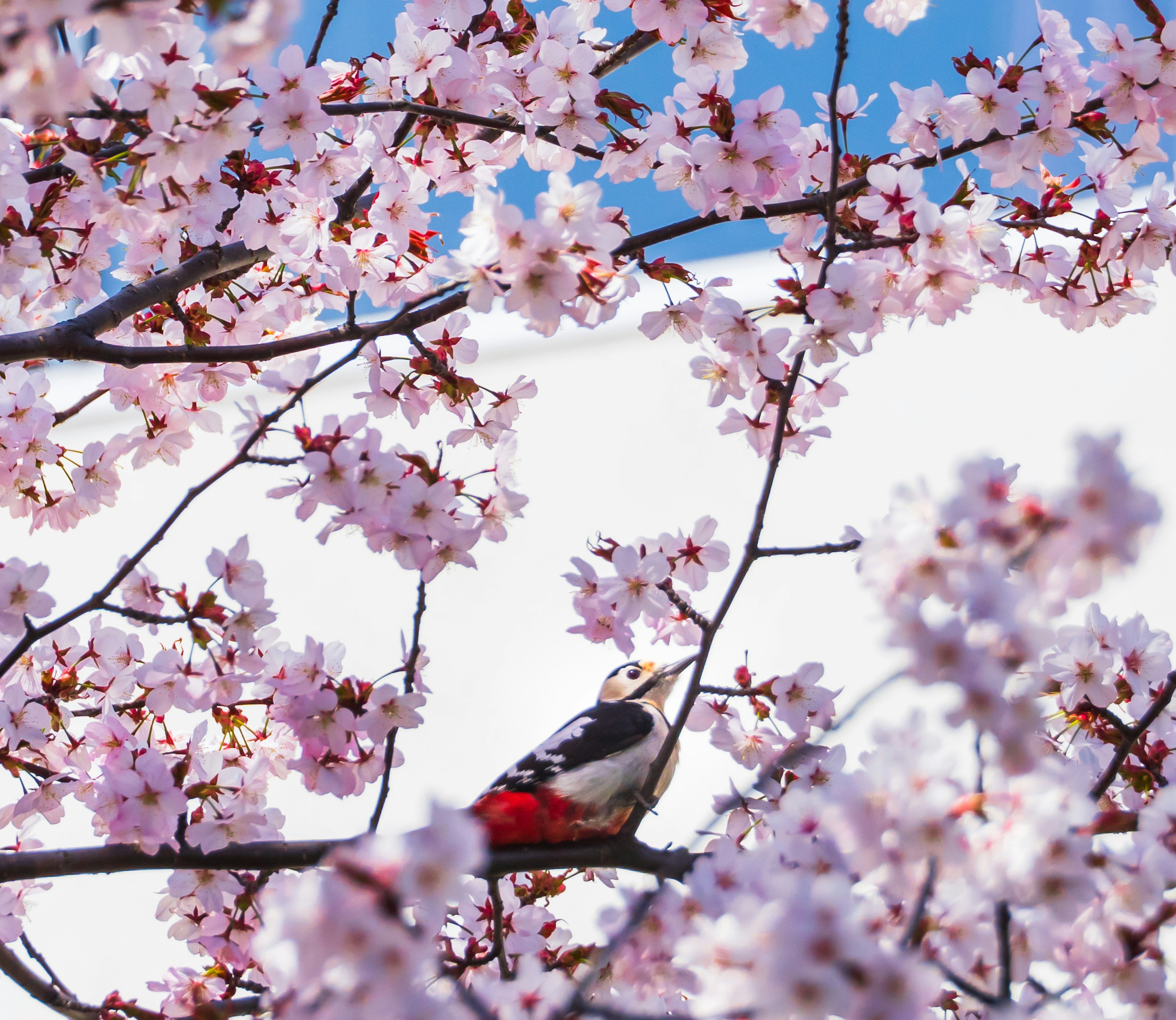 Burung bertengger di antara bunga sakura dalam pemandangan yang cerah