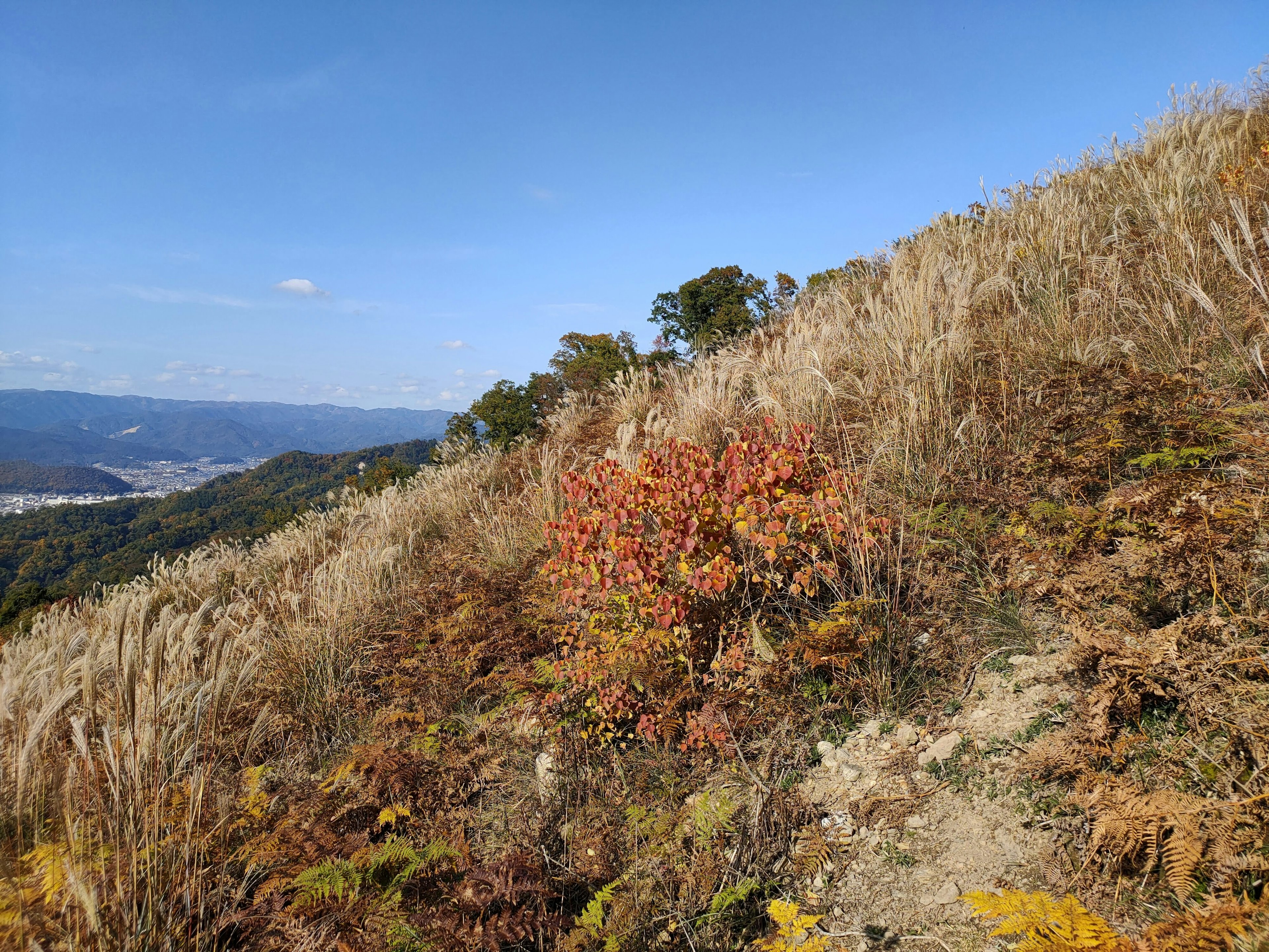 Pente d'automne avec des buissons colorés et un sentier de randonnée