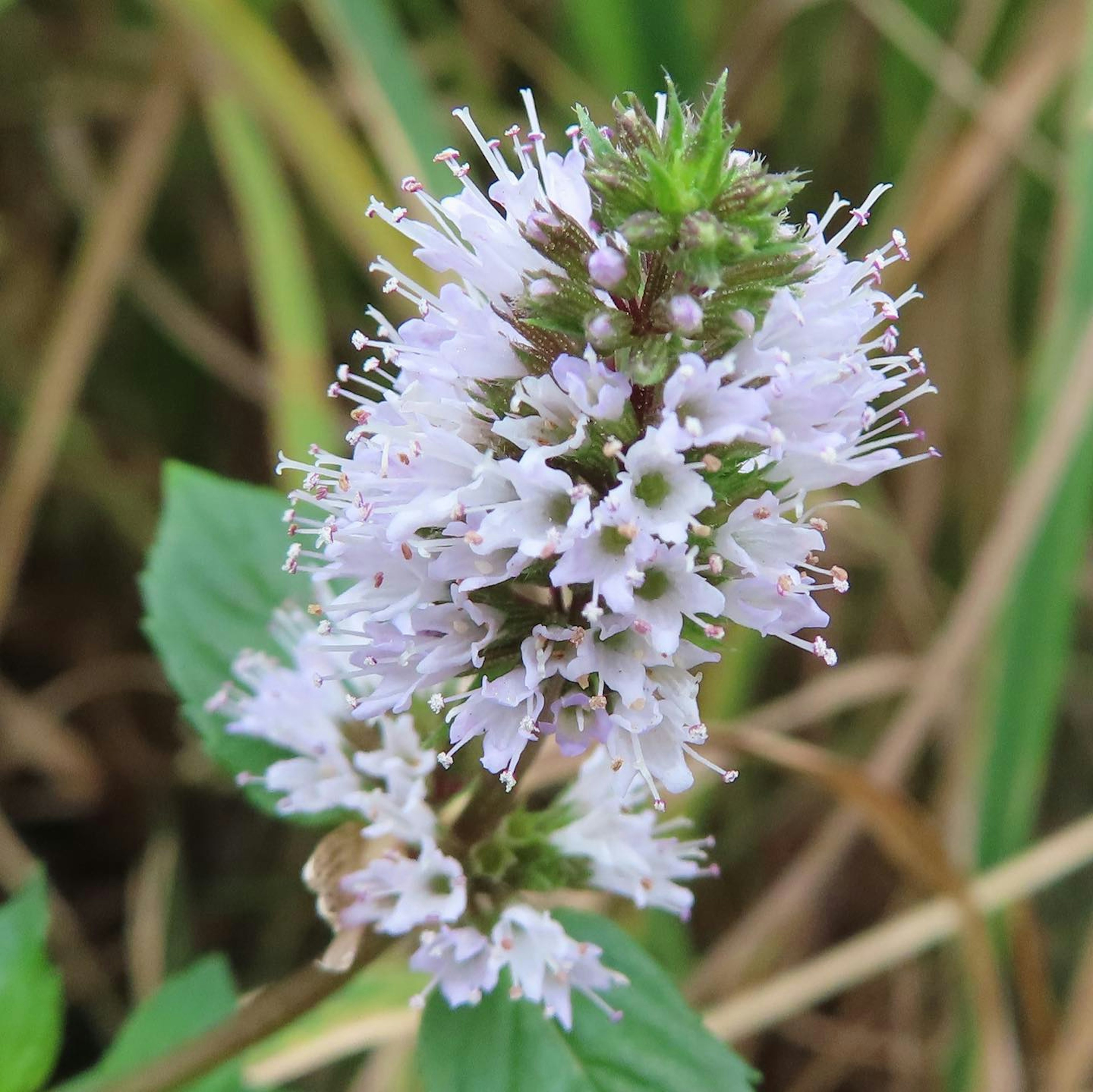 薄紫色の花を持つミントの一種の植物が背景の草と一緒に映っている