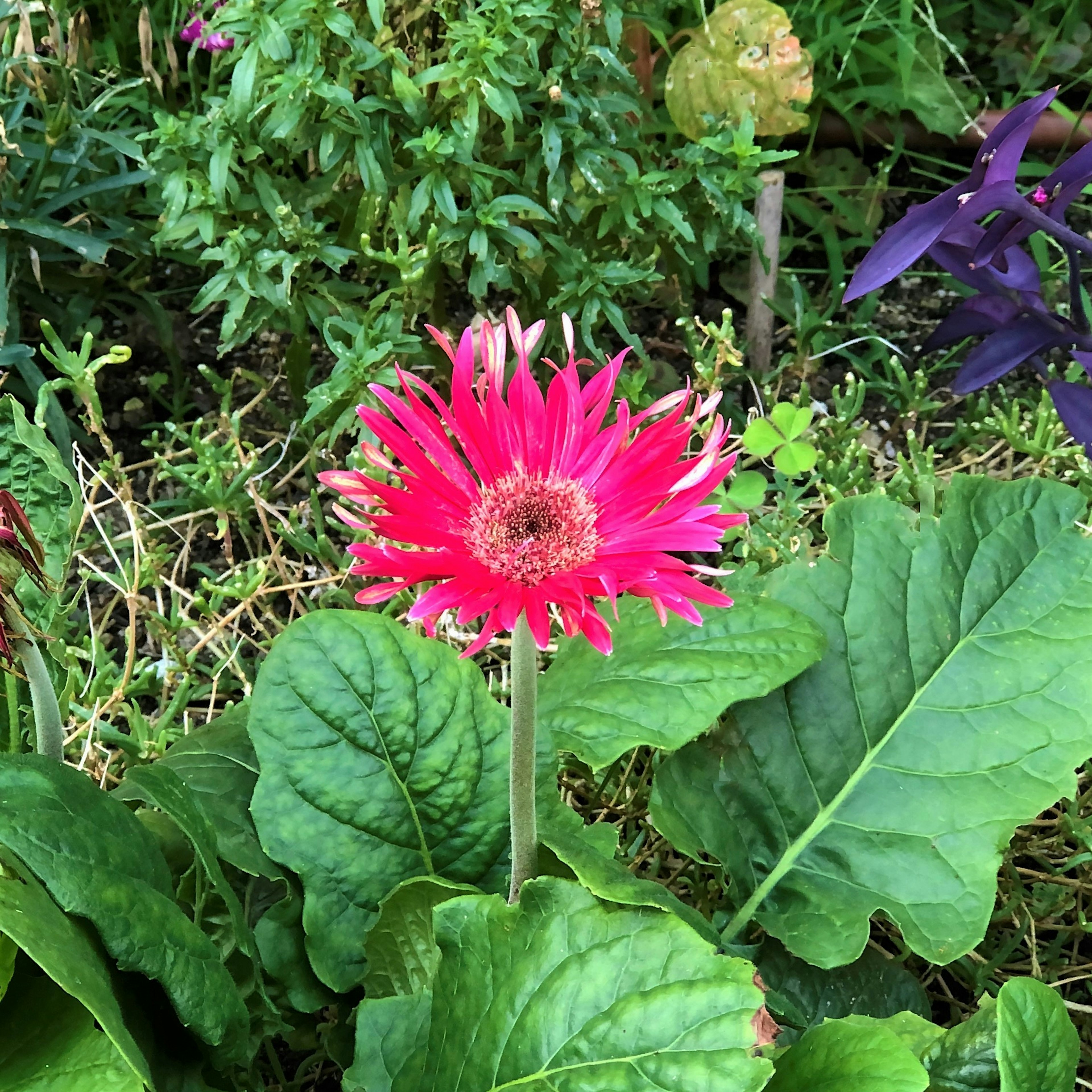 Vibrant pink gerbera flower surrounded by green leaves in a garden setting