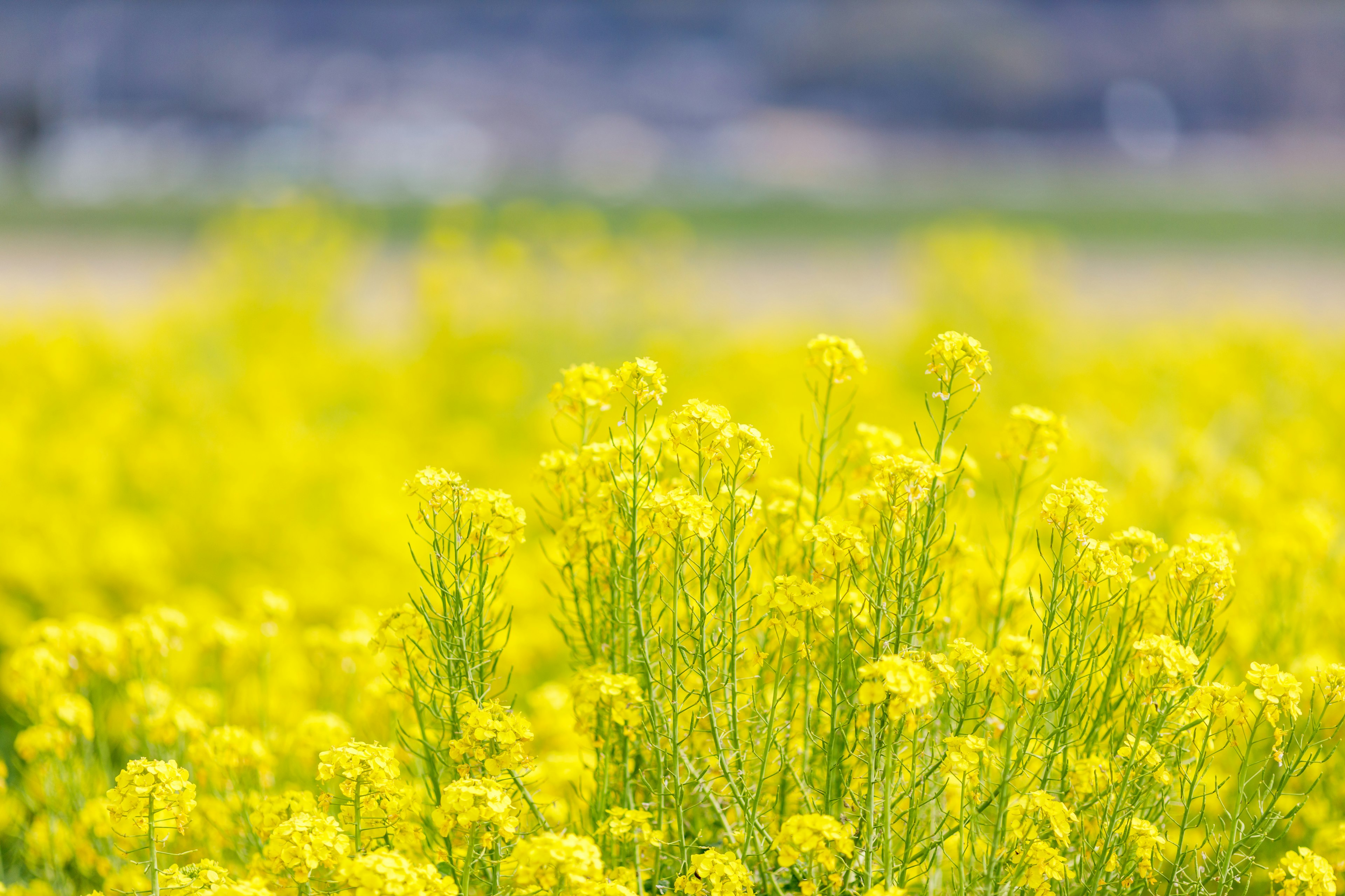 Campo de flores amarillas brillantes en flor