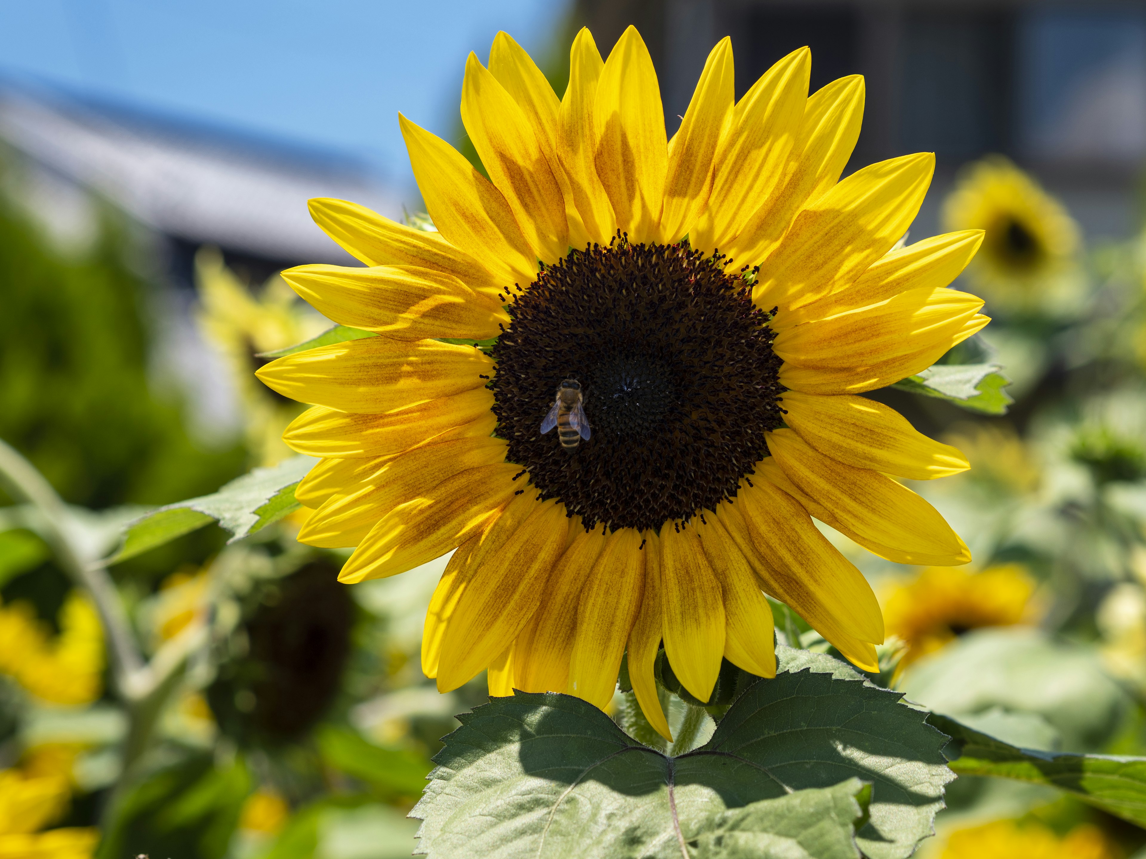 Eine lebendige gelbe Sonnenblume, die im Sonnenlicht badet