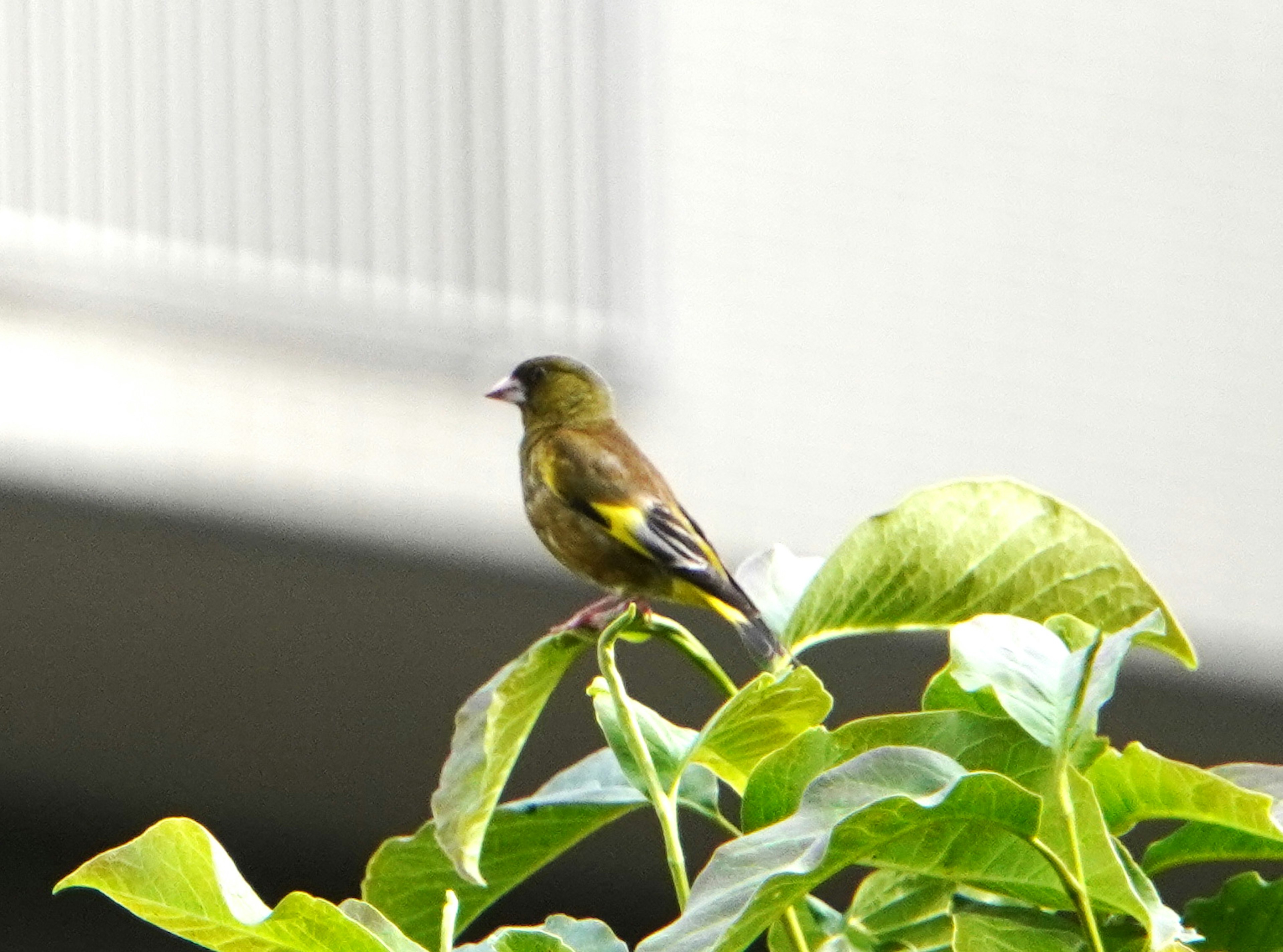 Pájaro verde posado sobre hojas verdes