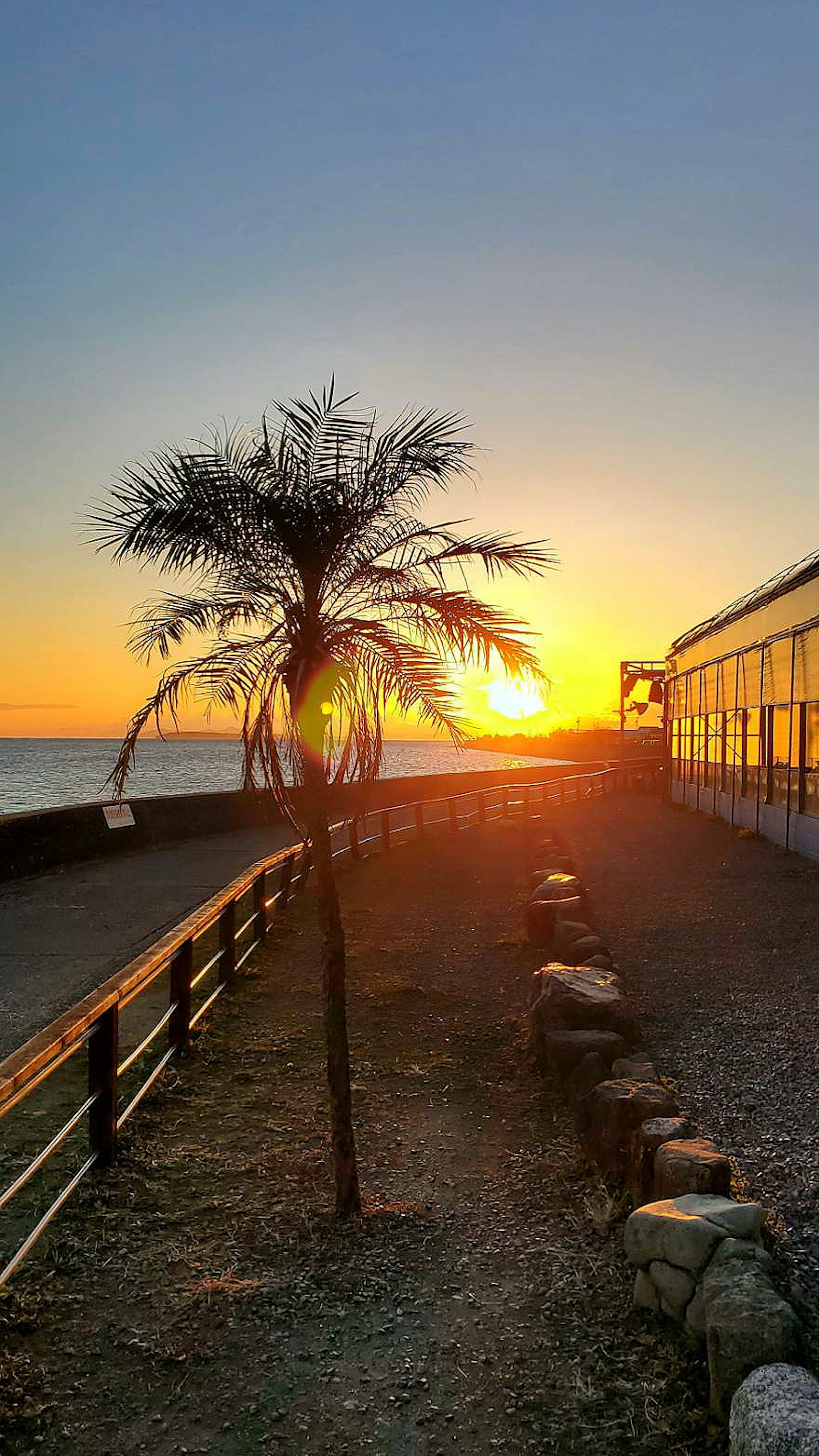 Palme entlang eines Strandes mit Sonnenuntergang im Hintergrund