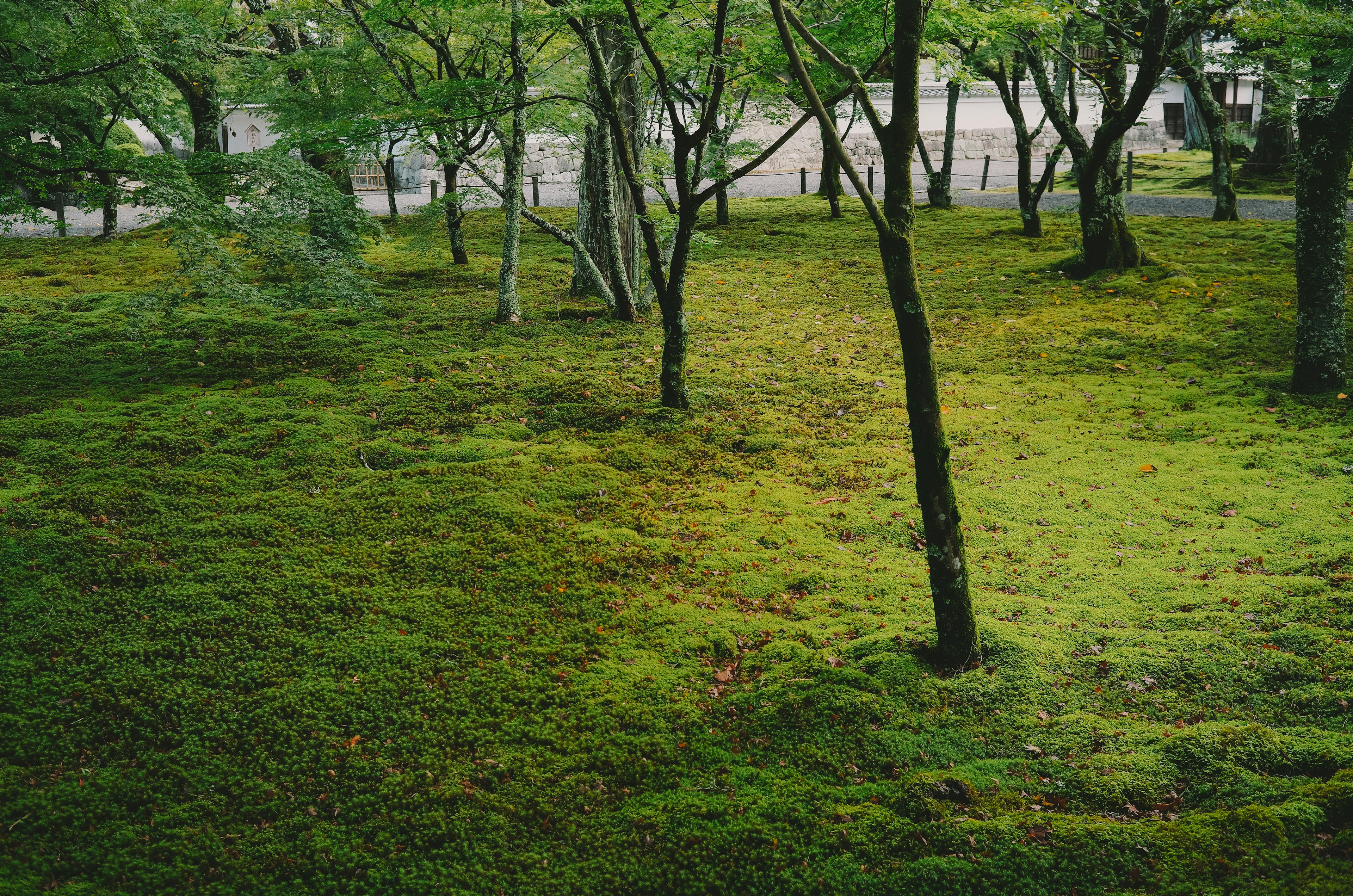 寧靜的公園景象，綠色苔蘚覆蓋地面，散落著樹木