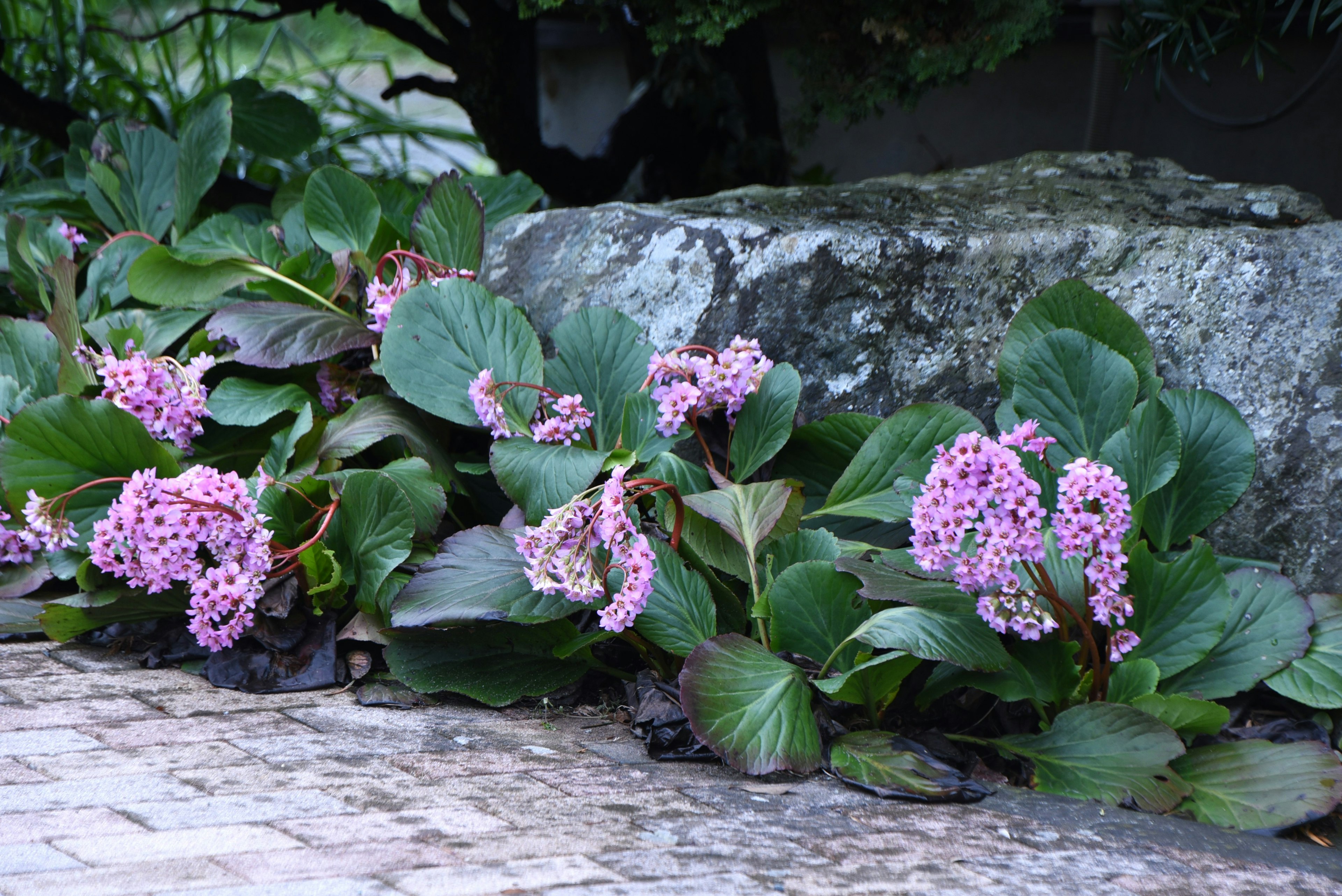 緑の葉とピンクの花が咲く植物の群生と大きな岩