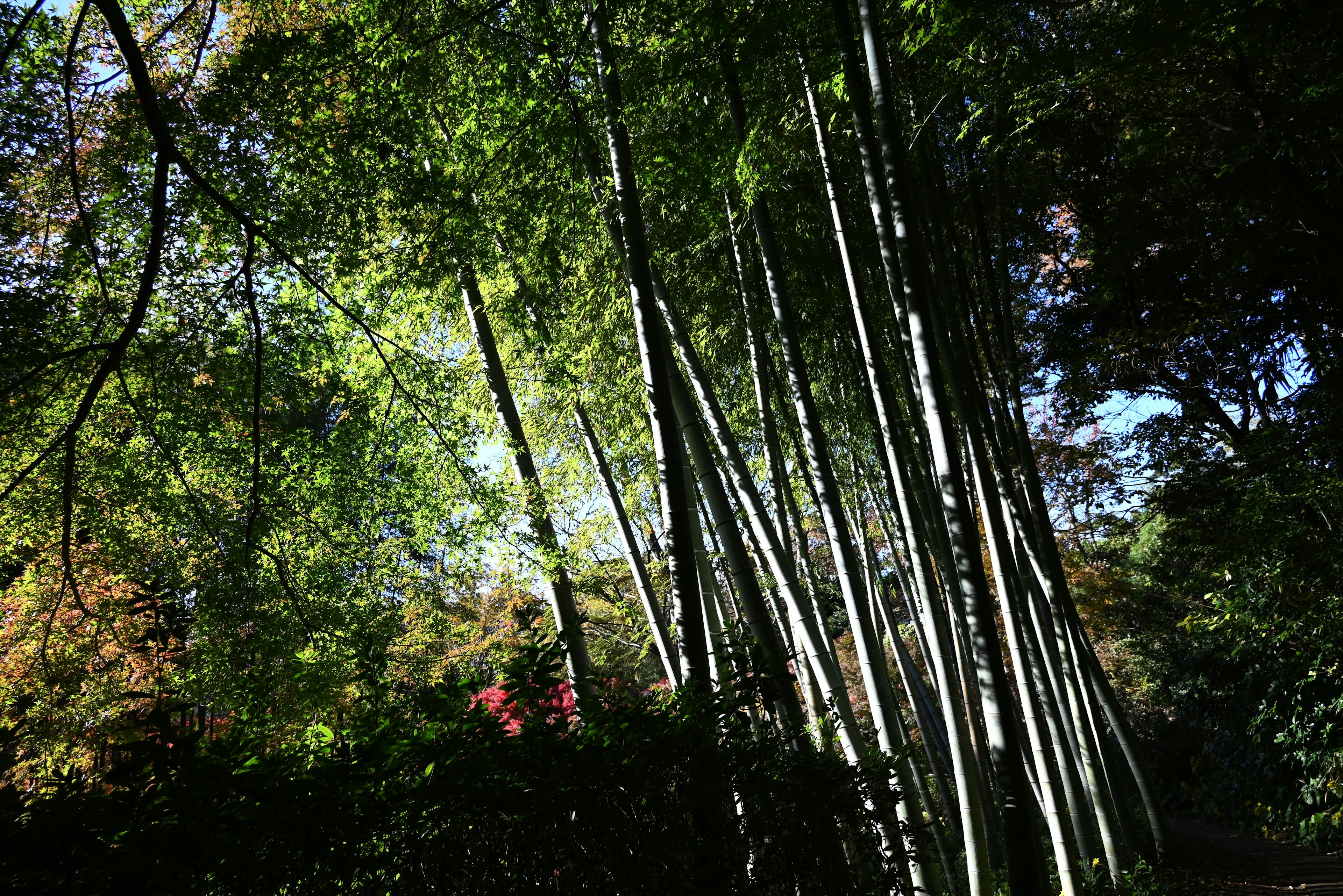 Tall green bamboo stalks reaching towards a bright sky