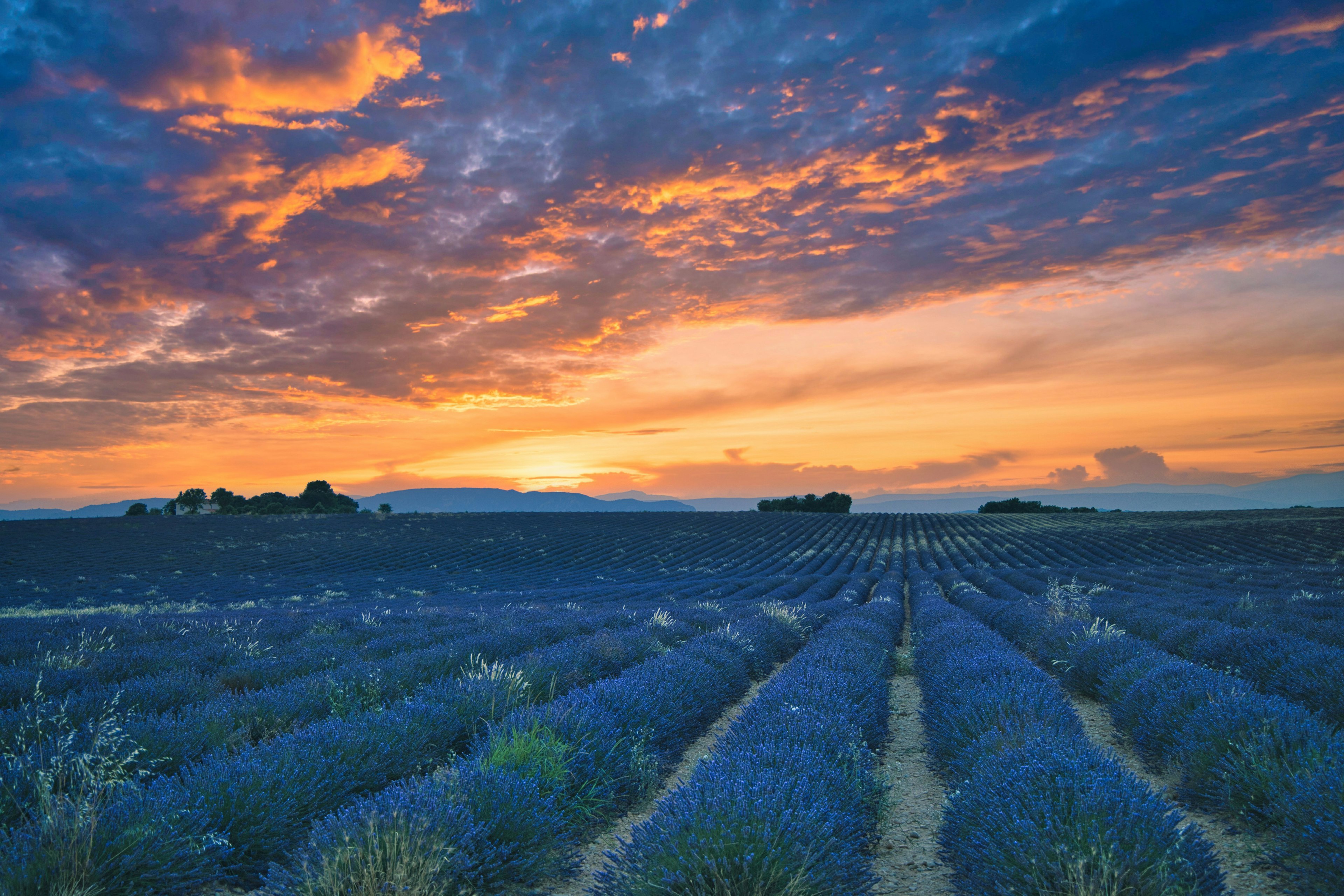 Champs de lavande sous un ciel de coucher de soleil vibrant