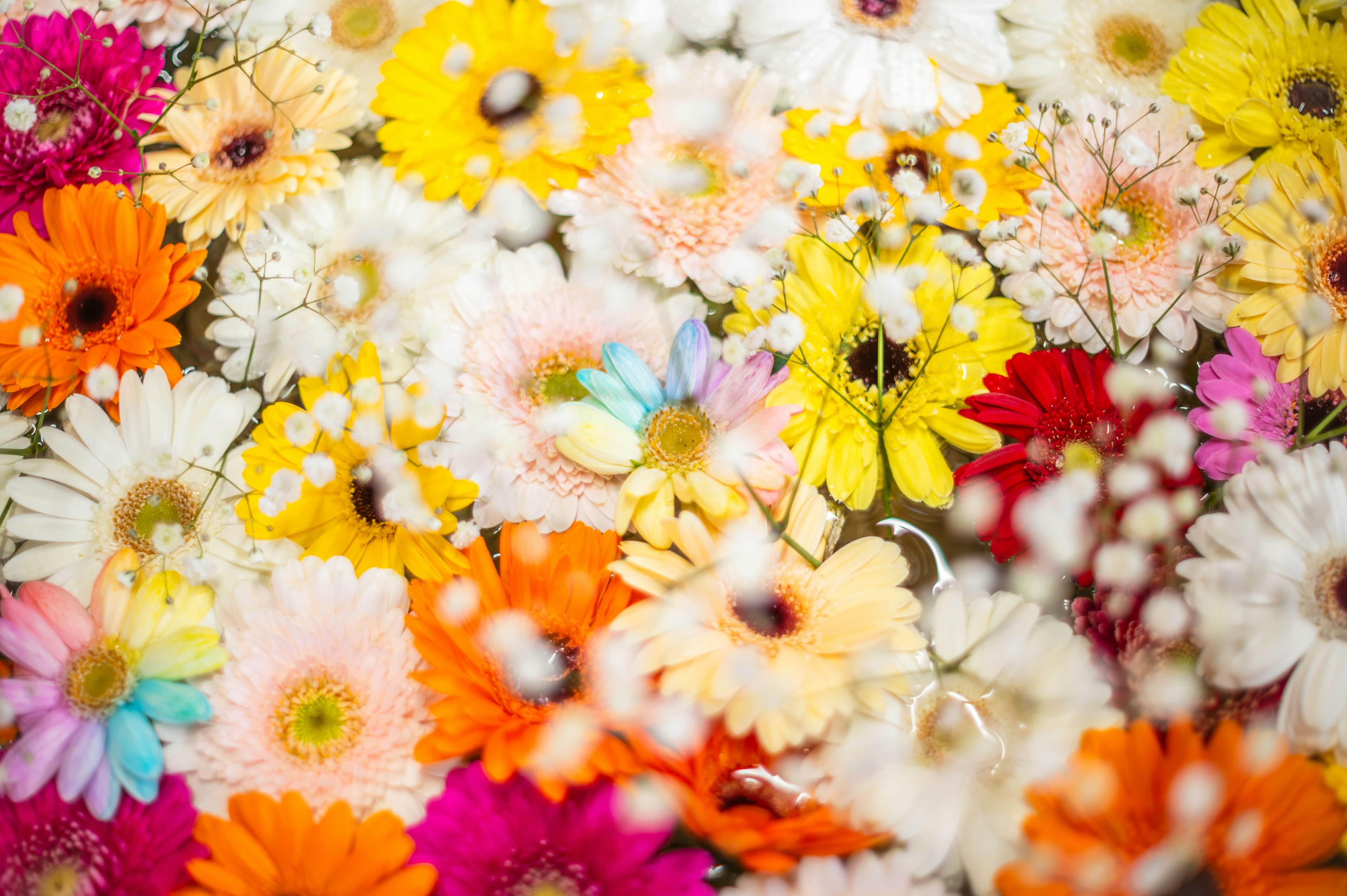 A vibrant arrangement of various colorful flowers including daisies and baby’s breath