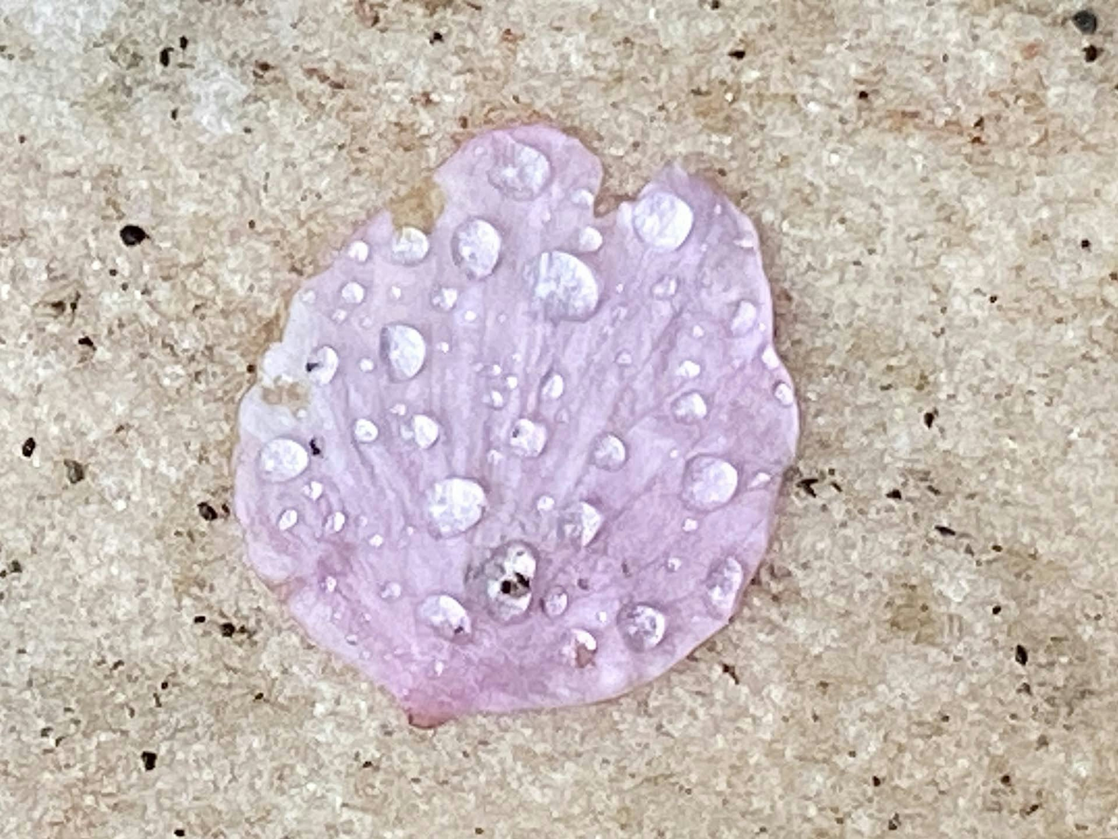 A pink cherry blossom petal with water droplets resting on sand